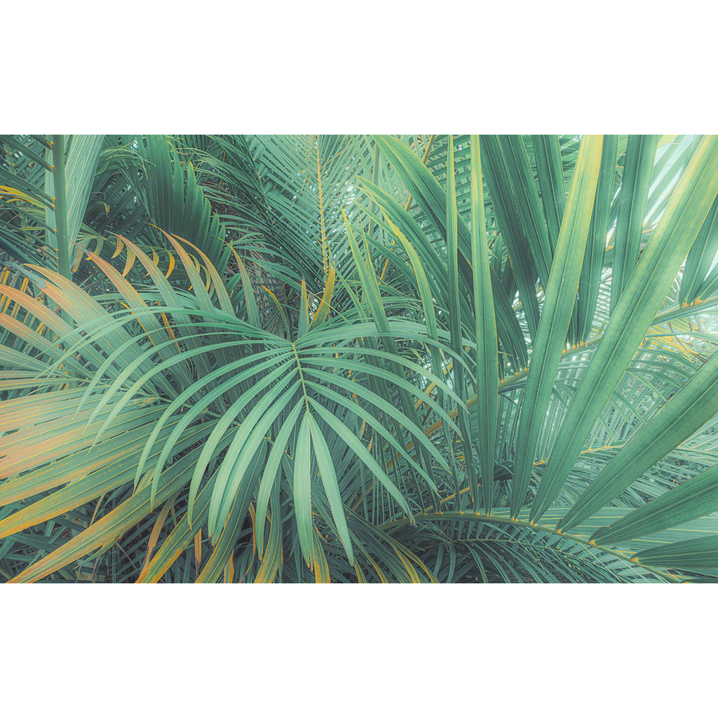 Komar Fototapete »Digitaldruck Vlies - Foggy Fern - Größe 400 x 250 cm«, be günstig online kaufen