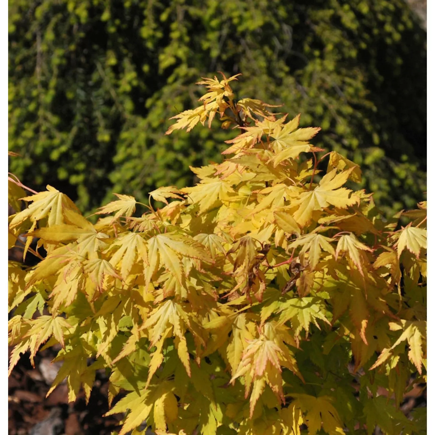 Japanischer Schlitzahorn Anne Irene 100-125cm - Acer palmatum günstig online kaufen