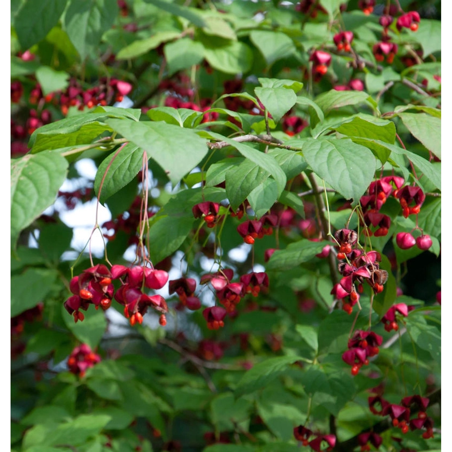 Großfrüchtiges Pfaffenhütchen 60-80cm - Euonymus planipes günstig online kaufen