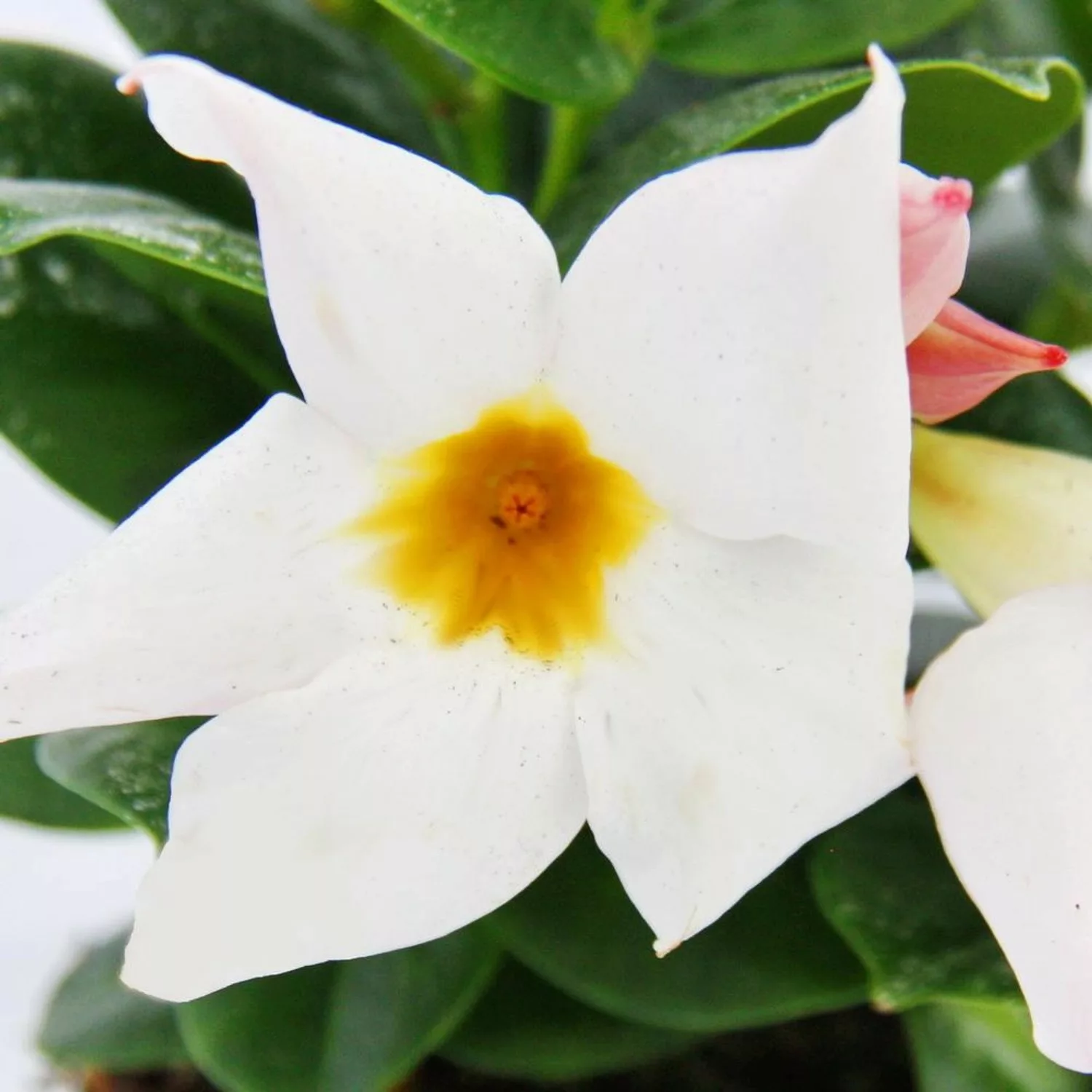 Exotenherz Dipladenia Chilenischer Jasmin 10cm Topf 1 Pflanze Weiß günstig online kaufen