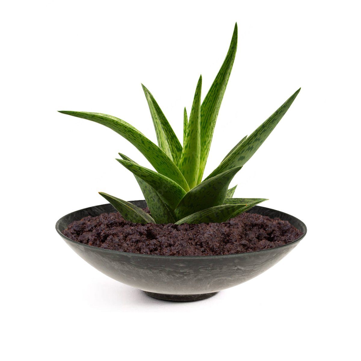 matches21 HOME & HOBBY Blumentopf Pflanzschalen günstig online kaufen