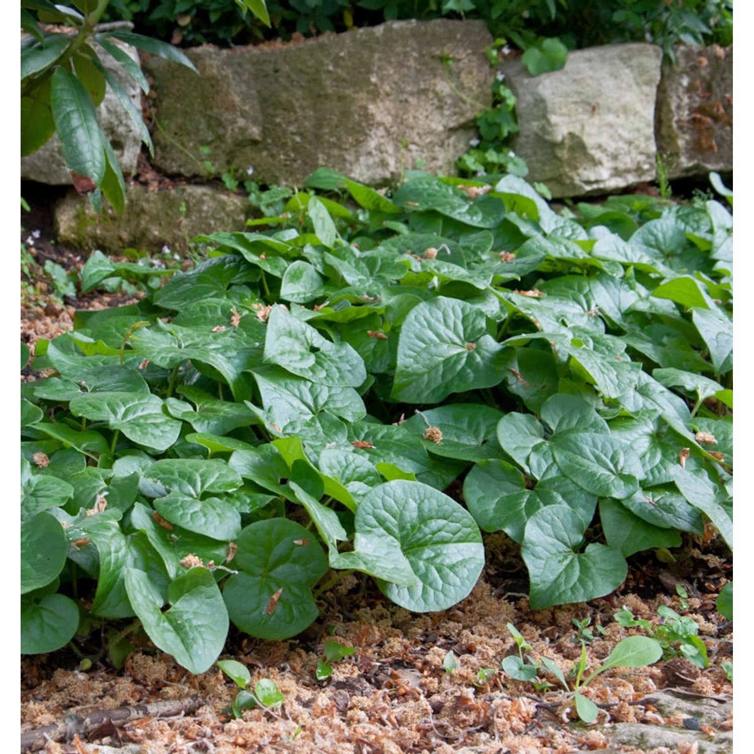 Geschwänzte Haselwurz - Asarum caudatum günstig online kaufen