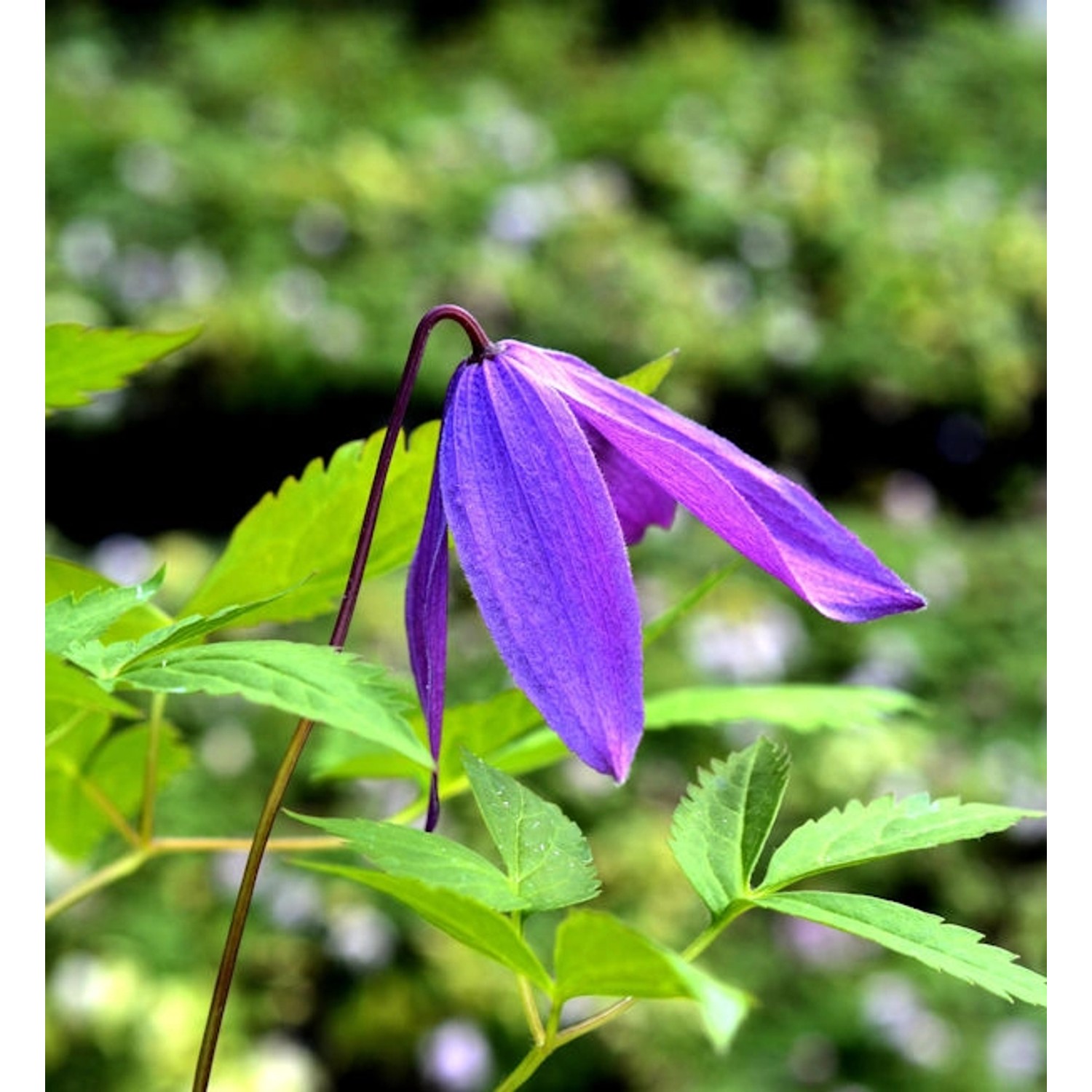 Frühe Alpen Waldrebe Georg 40-60cm - Clematis macropetala günstig online kaufen