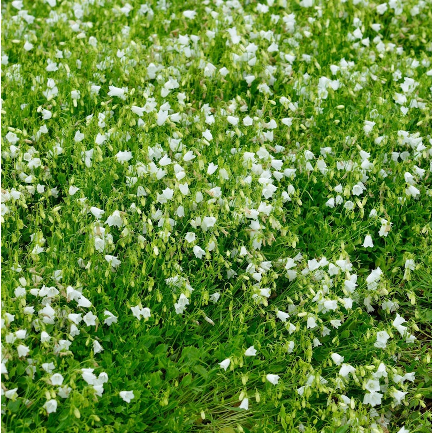 Zwergglockenblume Bavaria White - Campanula punctata günstig online kaufen