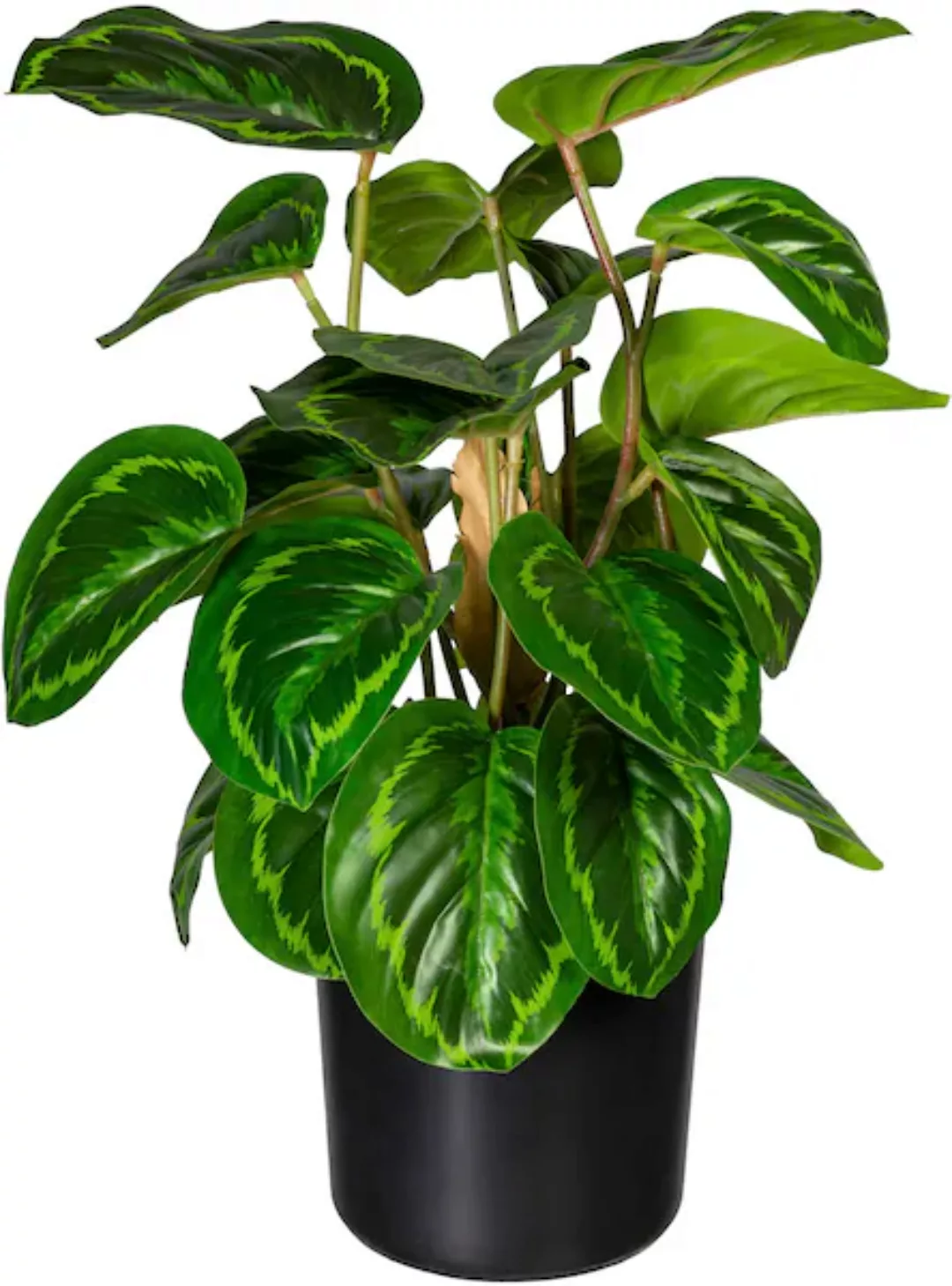 Creativ green Künstliche Zimmerpflanze »Maranta« günstig online kaufen