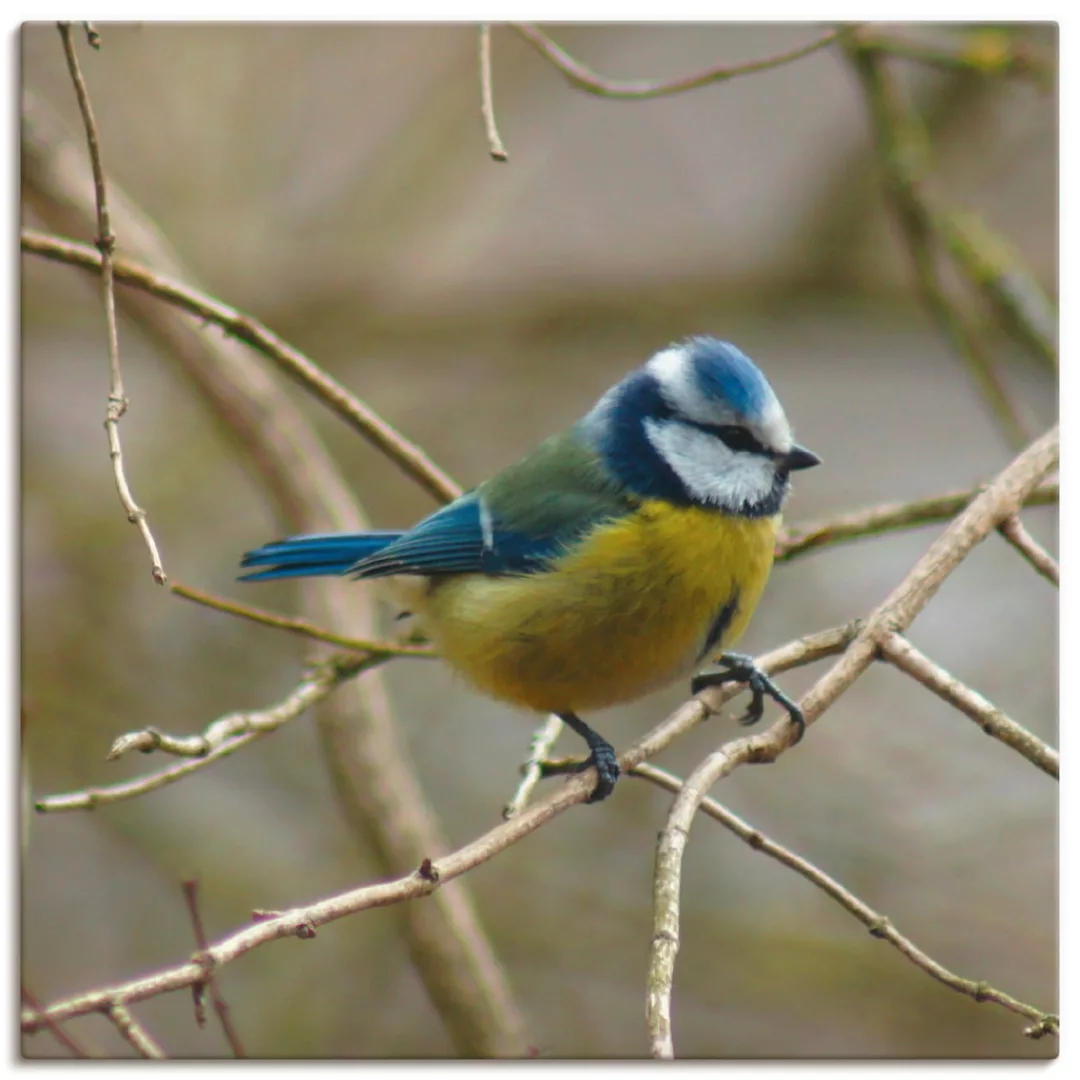 Artland Wandbild "Blaumeise", Vögel, (1 St.) günstig online kaufen