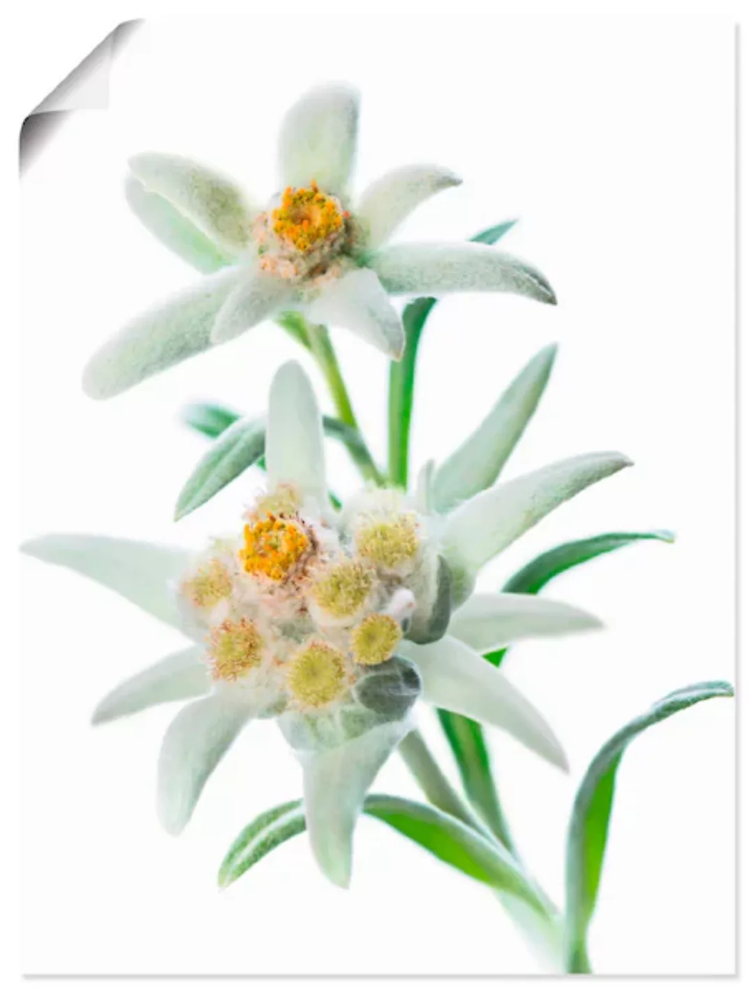 Artland Wandbild »Edelweiss«, Blumen, (1 St.), als Poster, Wandaufkleber in günstig online kaufen