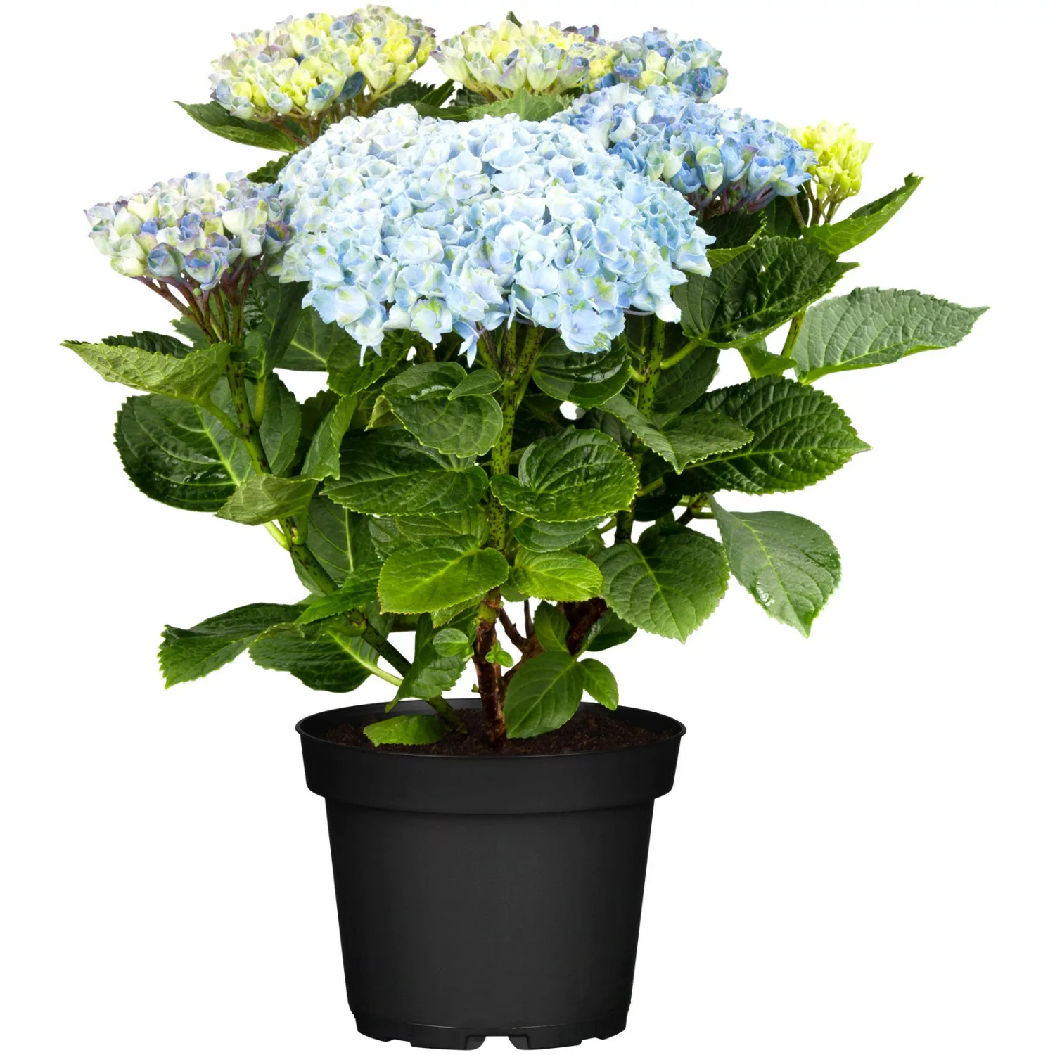 Ballhortensie Magical Blau Höhe ca. 30 cm - 40 cm Topf ca. 5 l Hydrangea günstig online kaufen