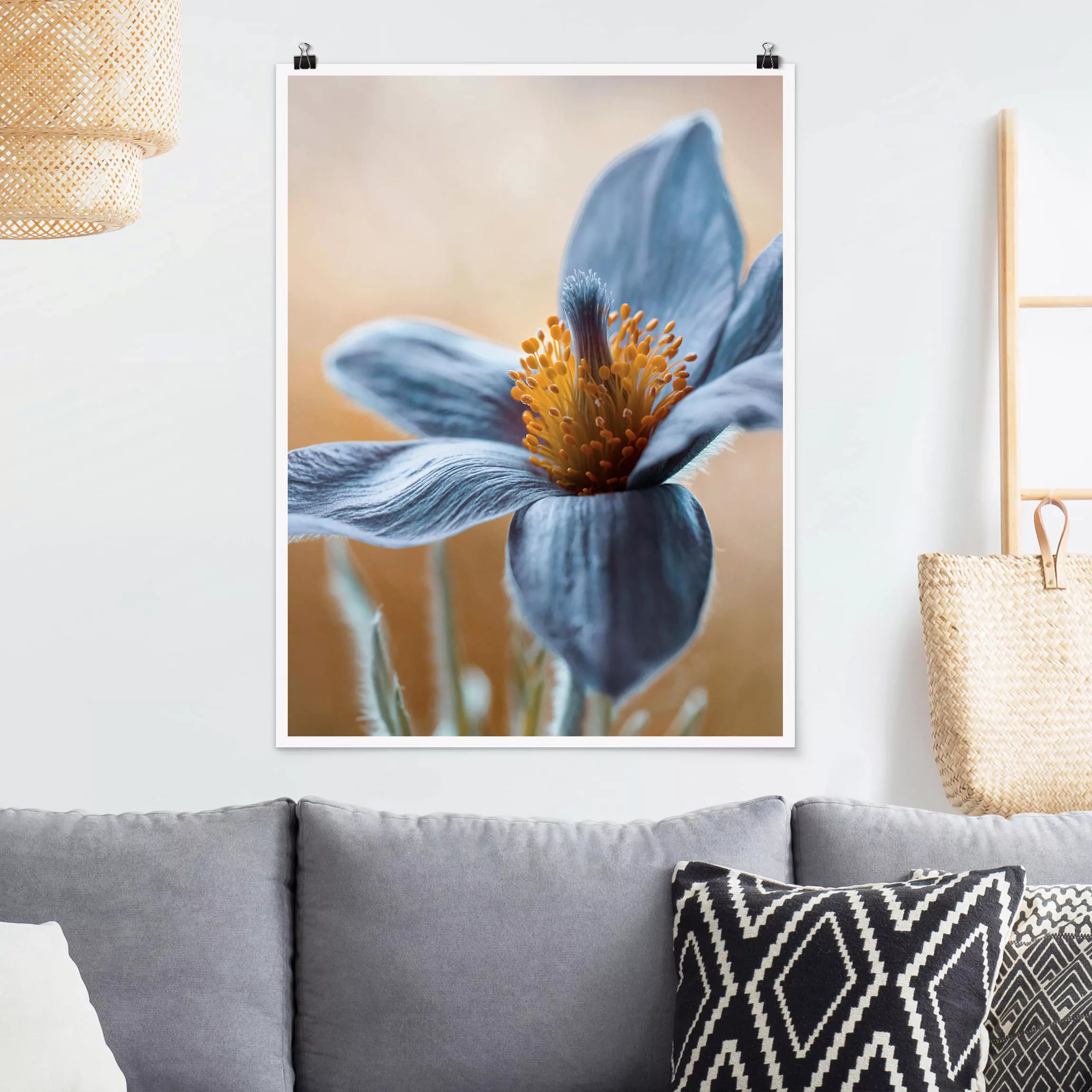 Poster Blumen - Hochformat Kuhschelle in Blau günstig online kaufen