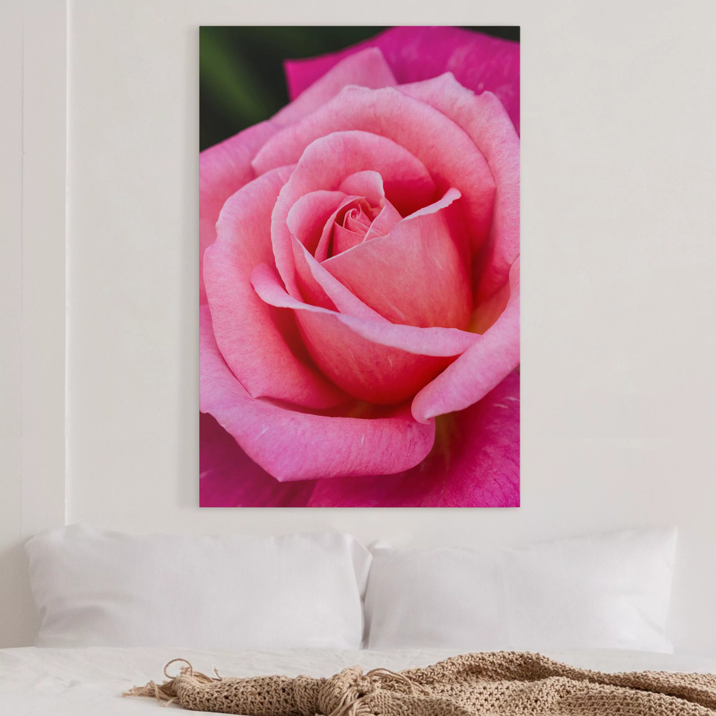 Leinwandbild Pinke Rosenblüte vor Grün günstig online kaufen
