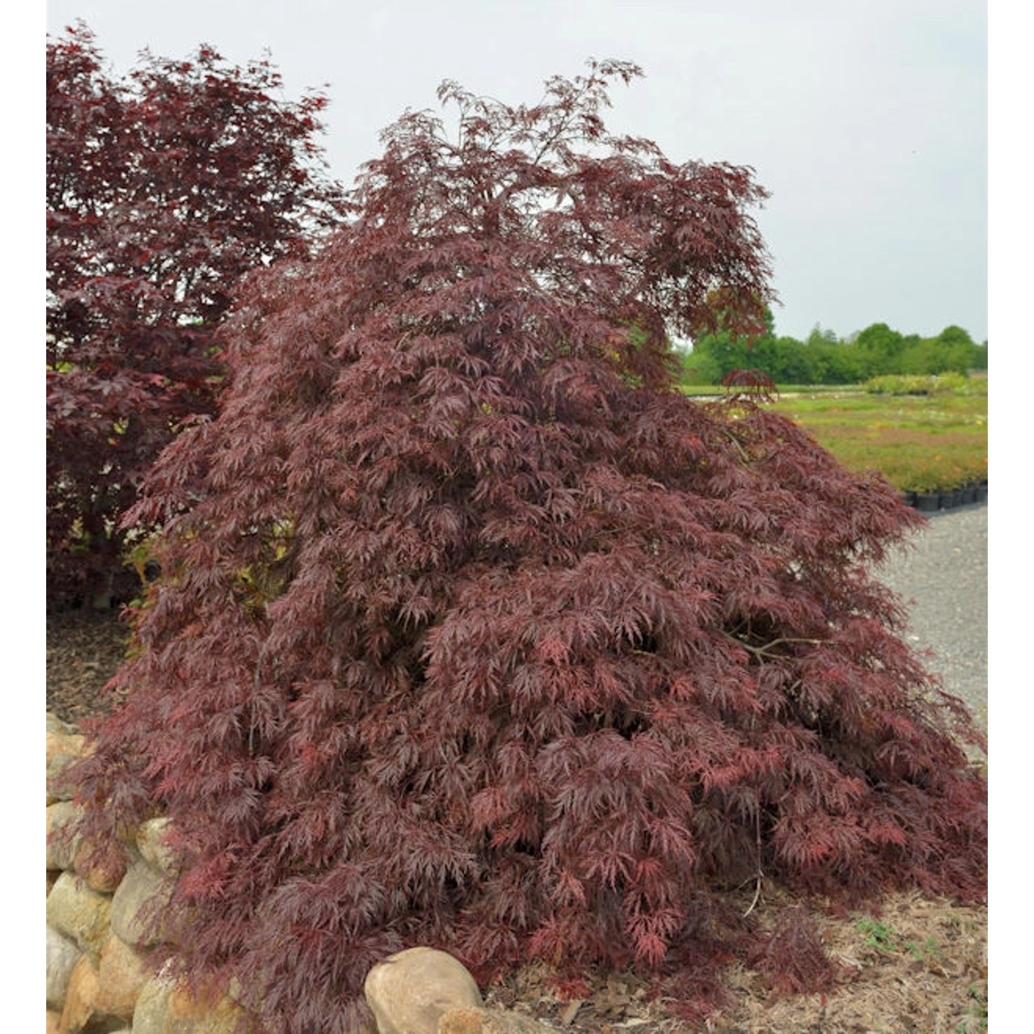 Hochstamm Fächerahorn Inaba shidare 80-100cm - Acer palmatum günstig online kaufen