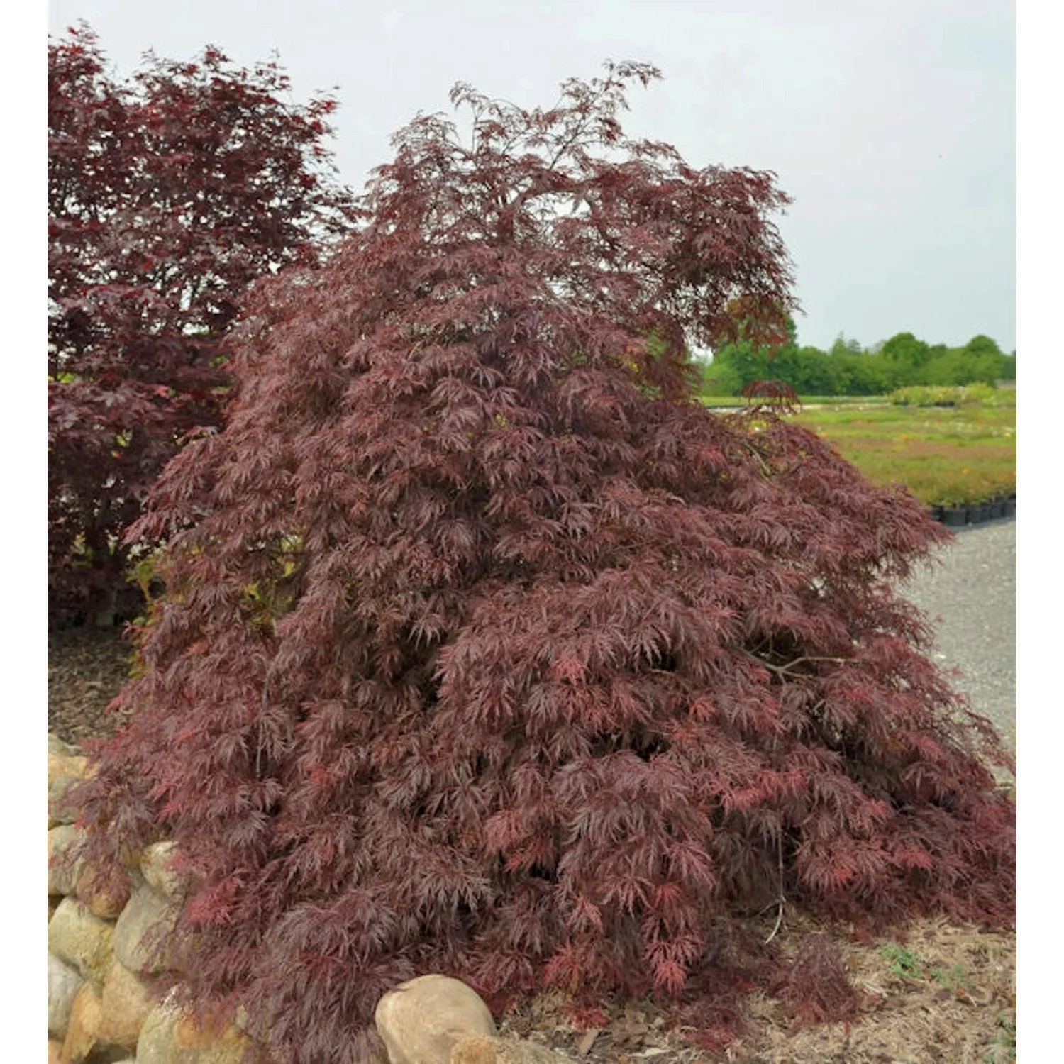 Fächerahorn Inaba shidare 40-50cm - Acer palmatum günstig online kaufen