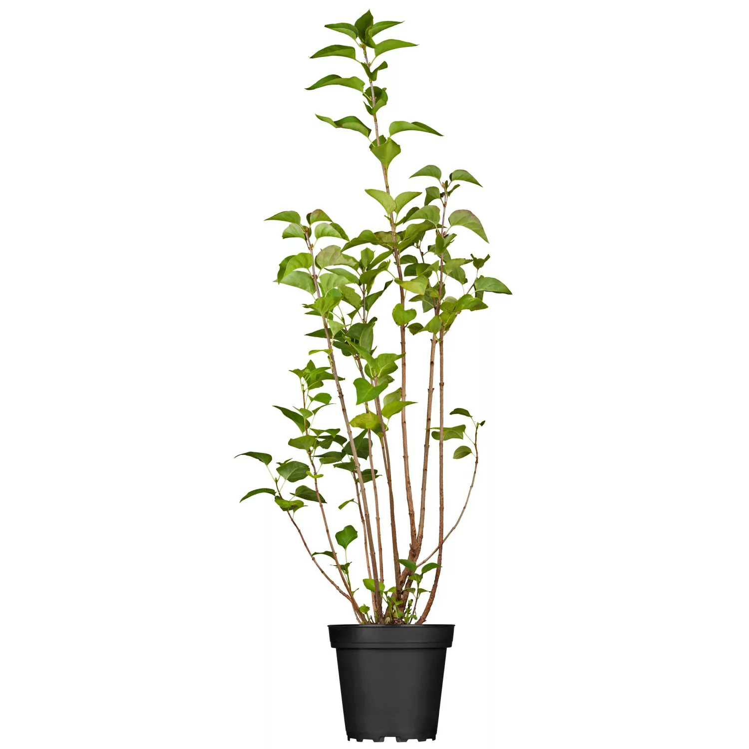 OBI Hyazinthenflieder Rosenrot Höhe ca. 40 - 60 cm Topf ca. 3,5 l Syringa günstig online kaufen