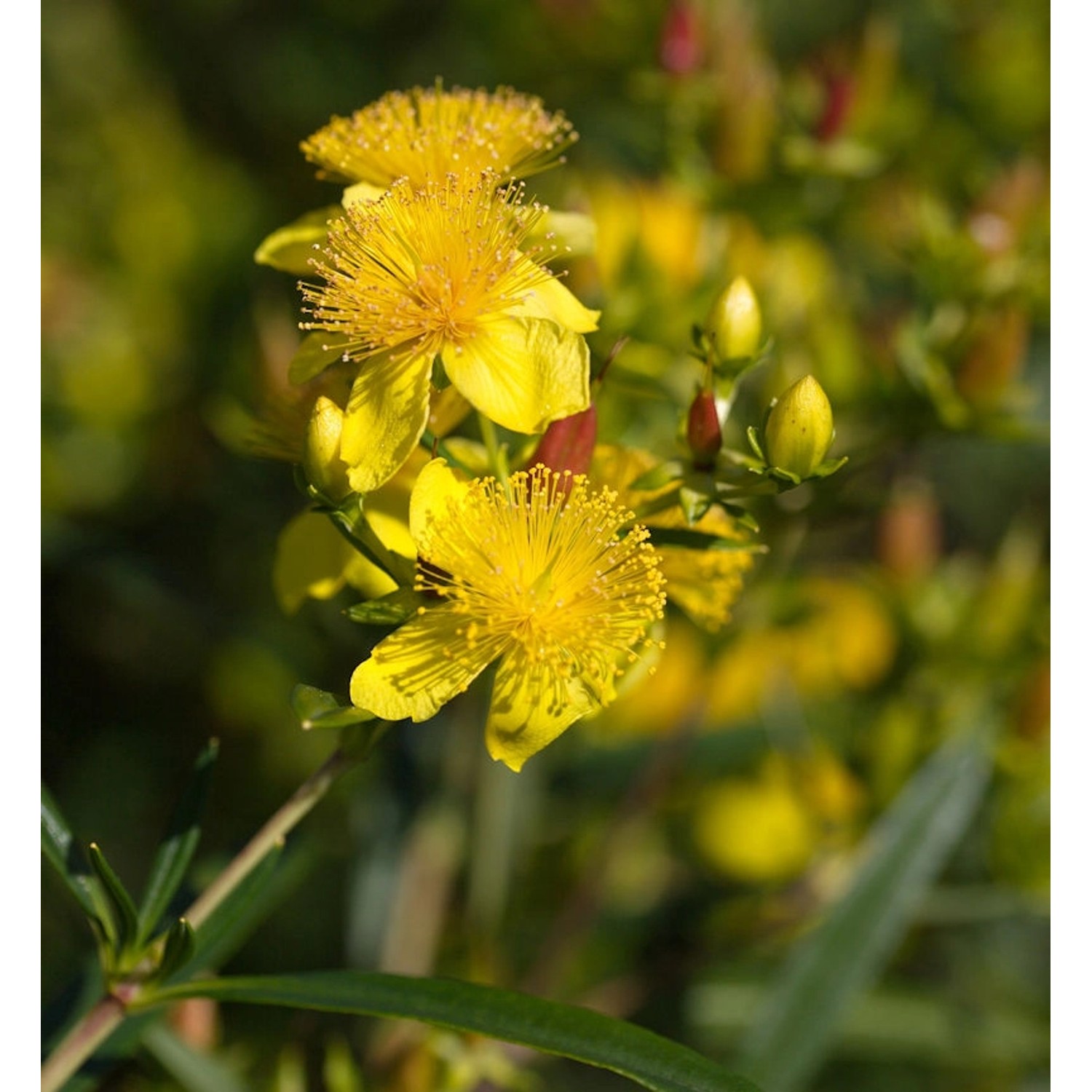 Großblumiges Johanniskraut Buttercup 40-50cm - Hypericum günstig online kaufen