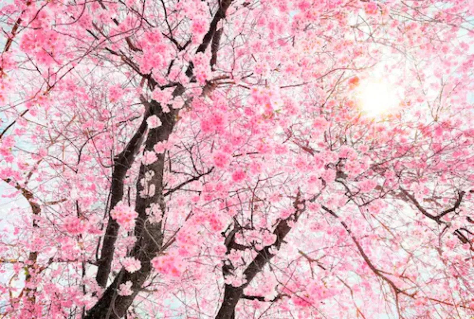 KOMAR Vlies Fototapete - Bloom - Größe 400 x 260 cm mehrfarbig günstig online kaufen