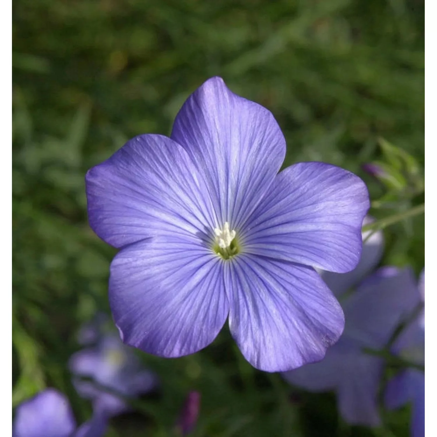 Französischer Lein - Linum narbonense günstig online kaufen