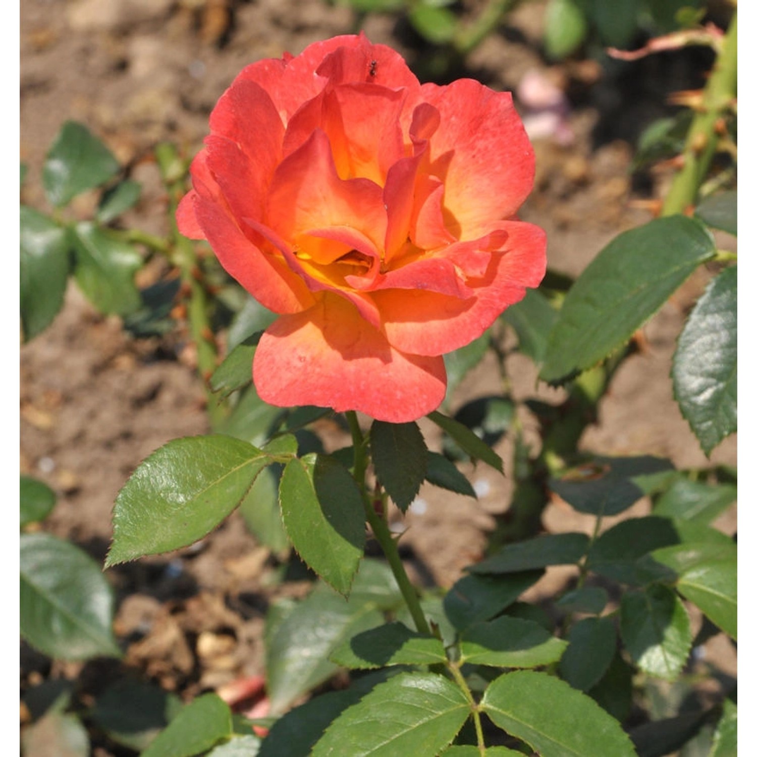 Floribundarose Fellowship 30-60cm günstig online kaufen