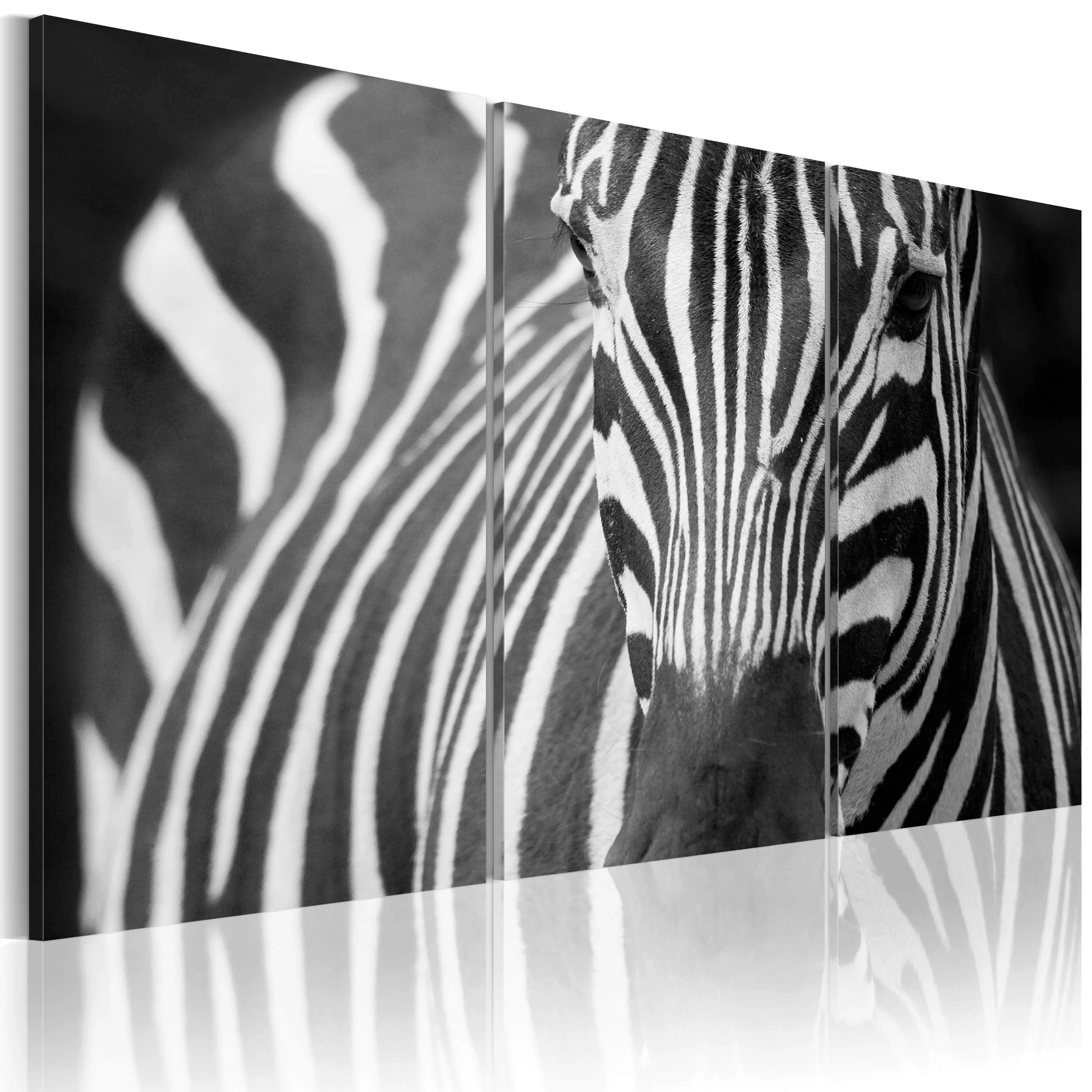 Wandbild - Mrs. Zebra günstig online kaufen