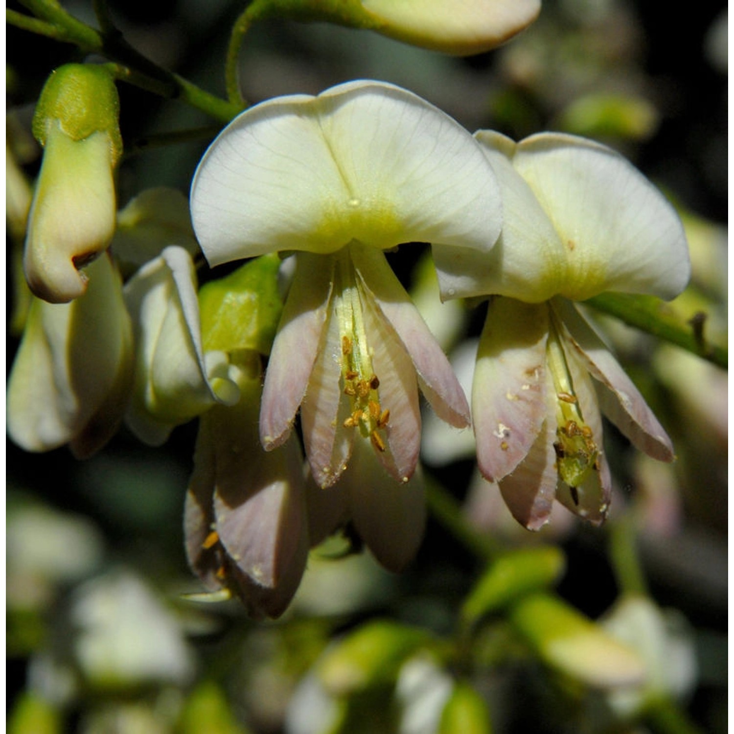 Japanische Schnurbaum 100-125cm - Sophora japonica günstig online kaufen