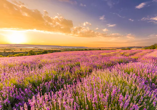 Papermoon Fototapete »Lavender Field« günstig online kaufen