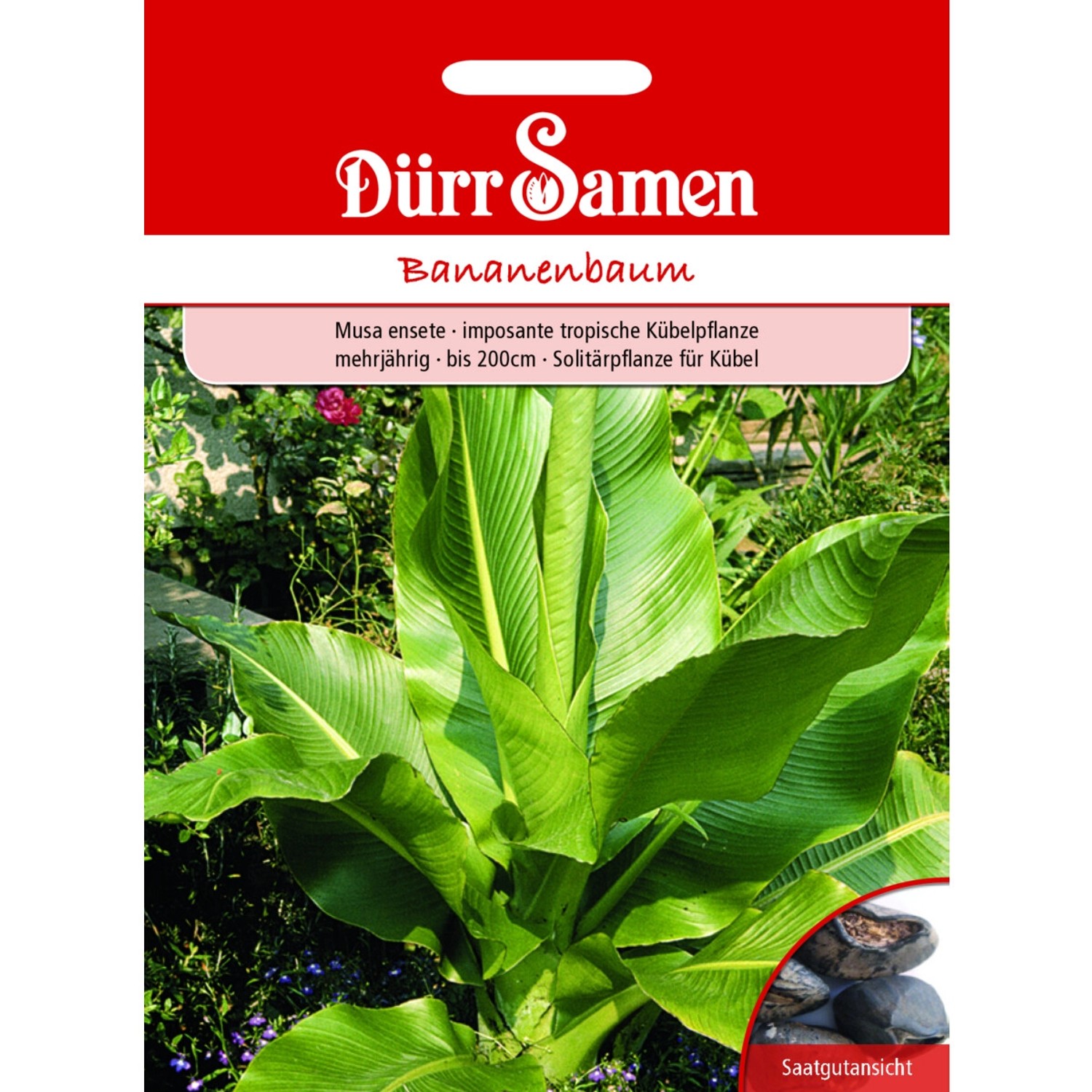 Dürr Samen Bananenbaum Mehrjährig Saatgut günstig online kaufen