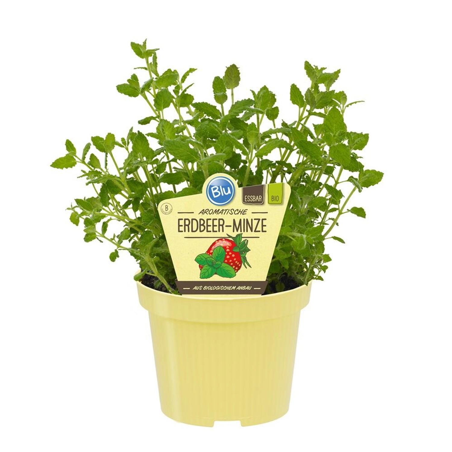 Exotenherz Erdbeer-Minze in Bio-Qualität Mentha Species Kräuterpflanze im 1 günstig online kaufen