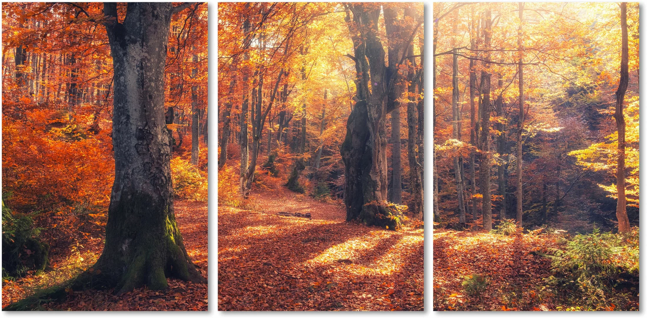 queence Acrylglasbild "Herbstwald 3-teilig", Wald-Waldbilder-Bäume-Baum-Bau günstig online kaufen