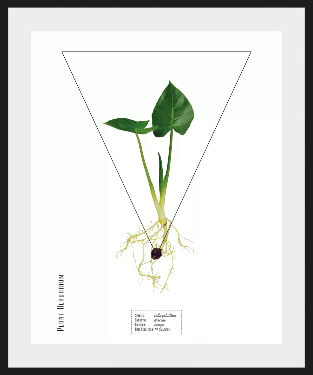 queence Bild "Calla palustrisa", (1 St.) günstig online kaufen