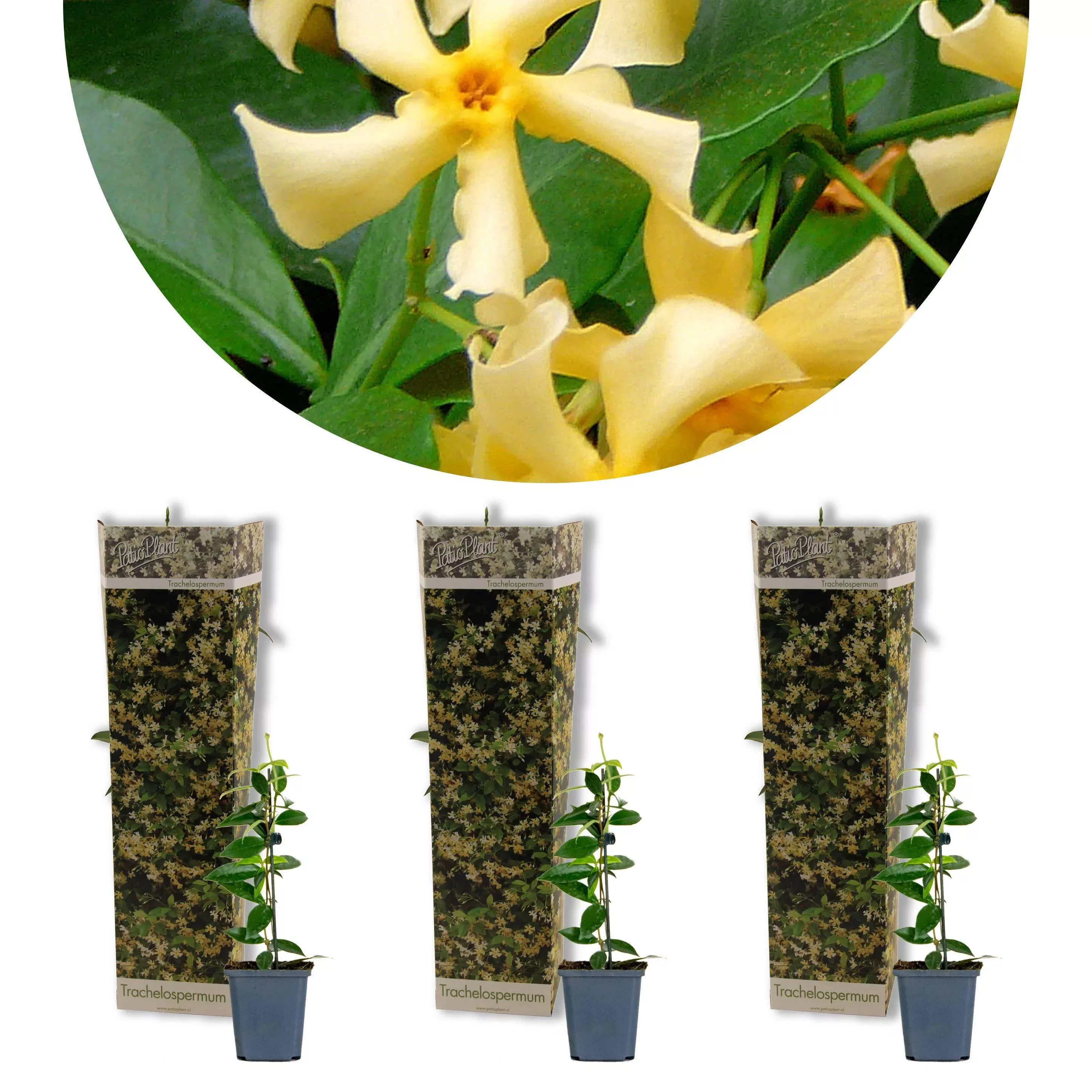 Casa Caron | 3er-Set Trachelospermum jasminoides Star of Toscany günstig online kaufen