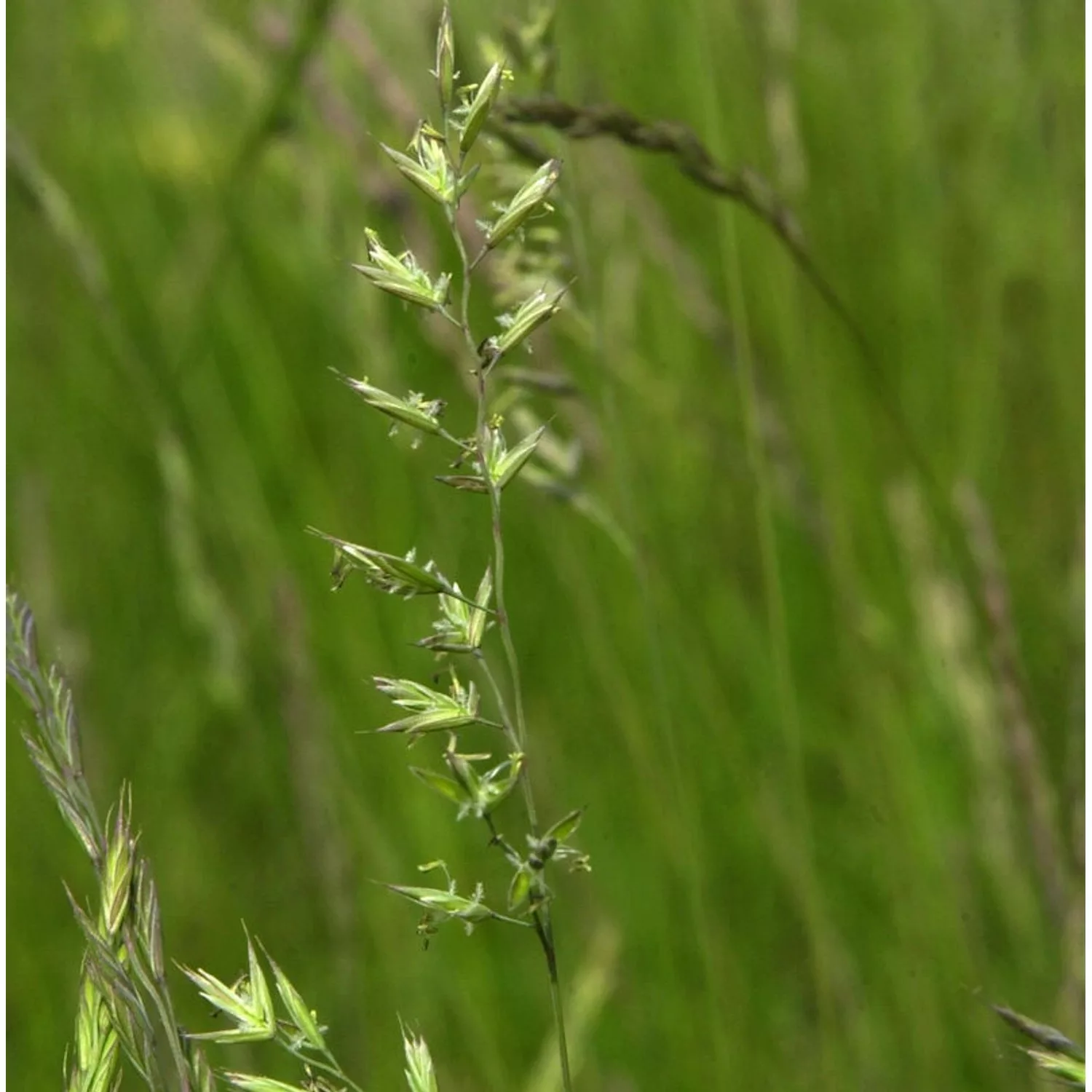 Schafschwingel - Festuca ovina günstig online kaufen