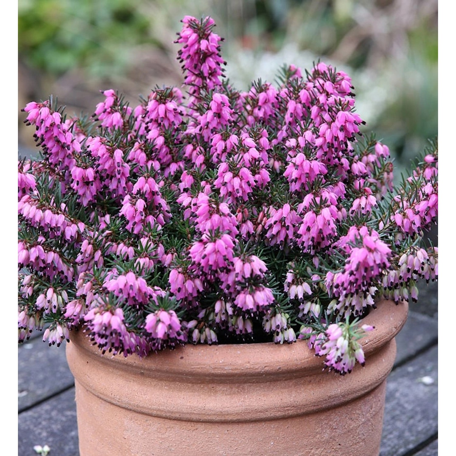 10x Winterheide Rubinette - Erica carnea günstig online kaufen