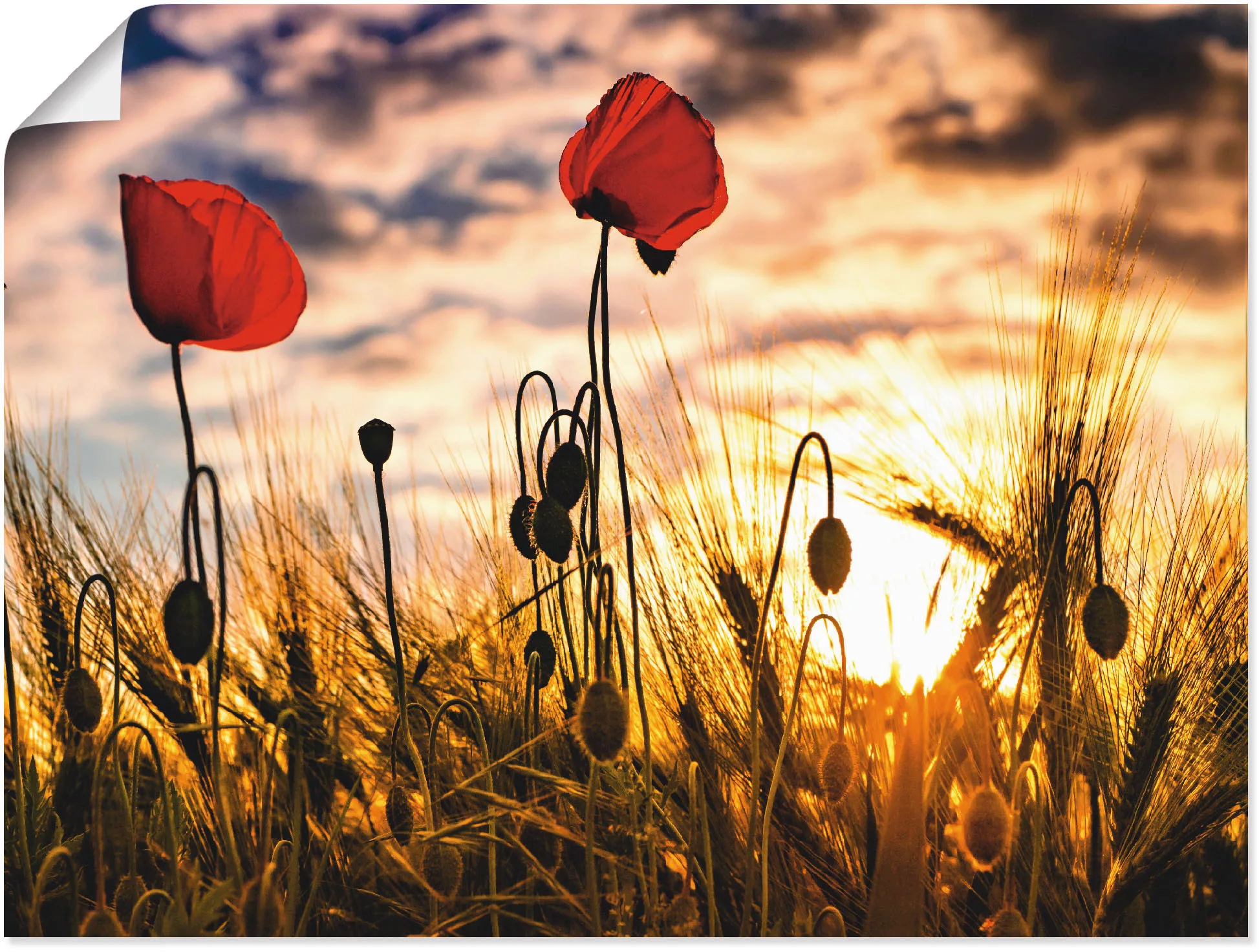 Artland Wandbild "Mohnblumen im Sonnenuntergang", Blumen, (1 St.), als Alub günstig online kaufen