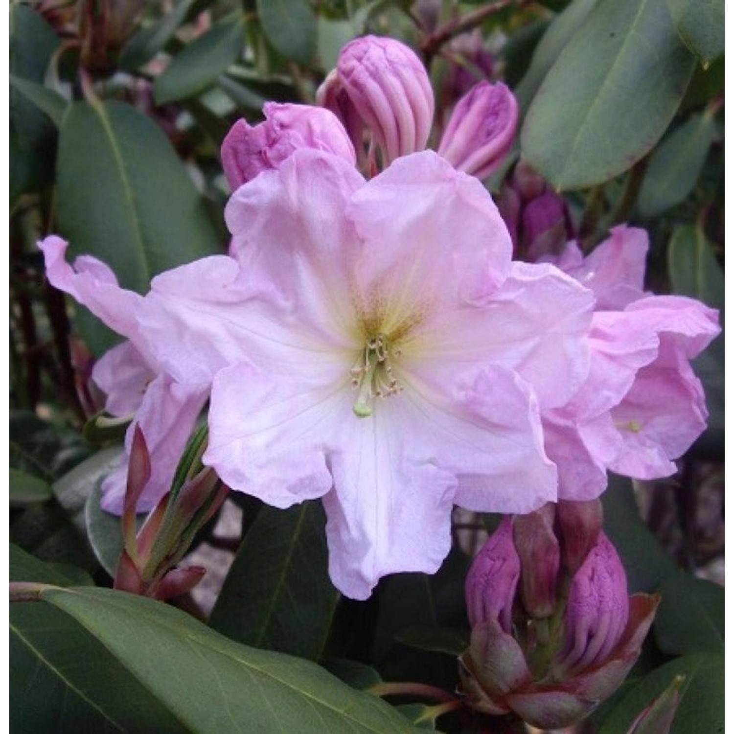 Baumrhododendron decorum 40-50cm - Rhododendron decorum günstig online kaufen