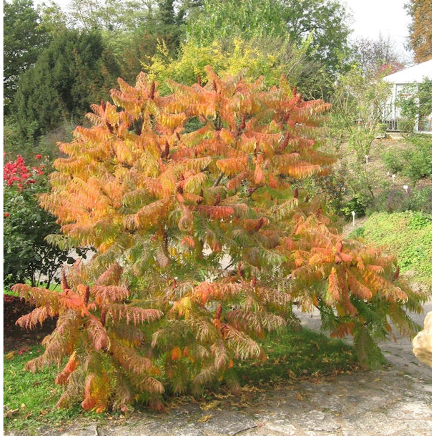 Farnwedel Essigbaum 100-125cm - Rhus typhina günstig online kaufen