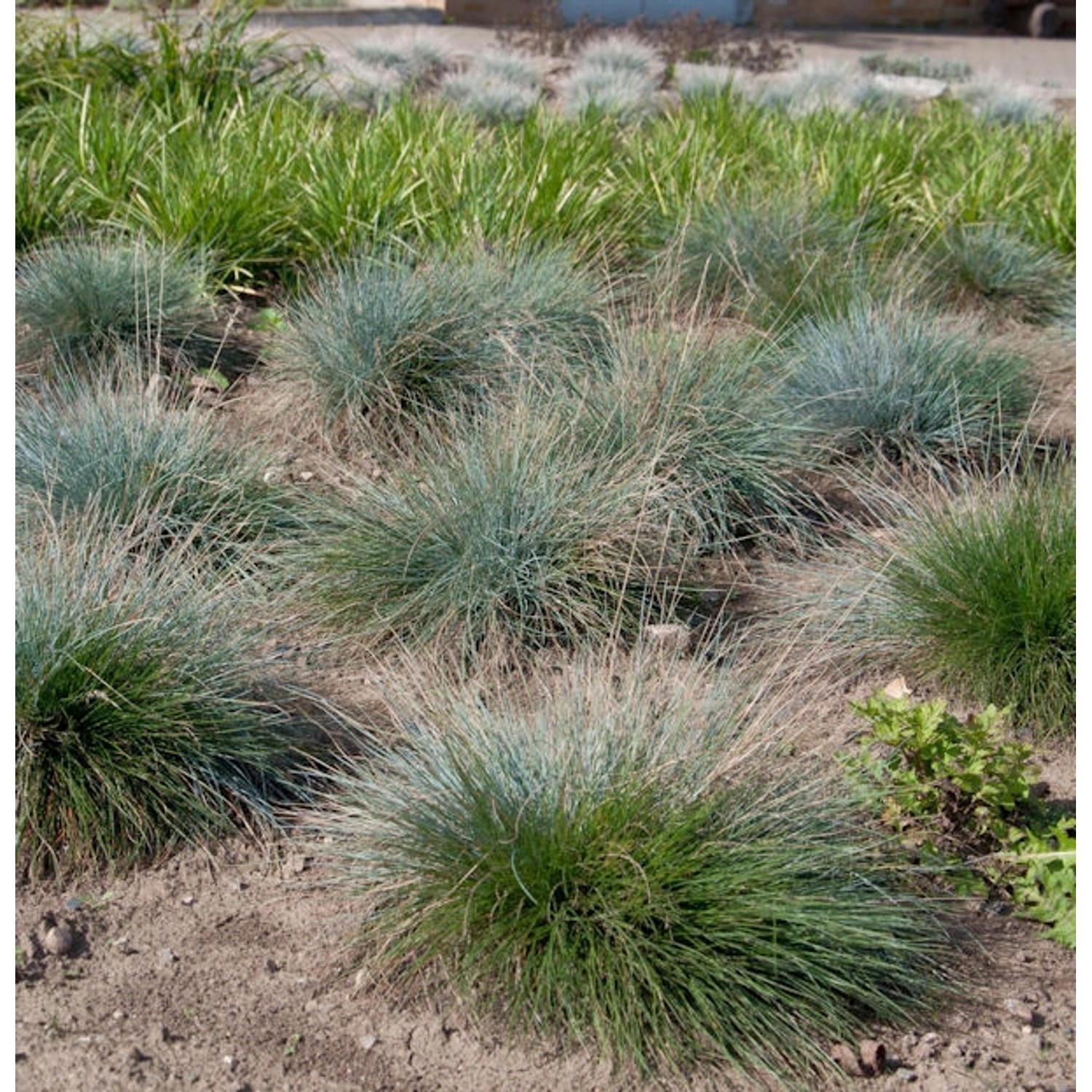 Blauschwingel Festina - Festuca cinerea günstig online kaufen