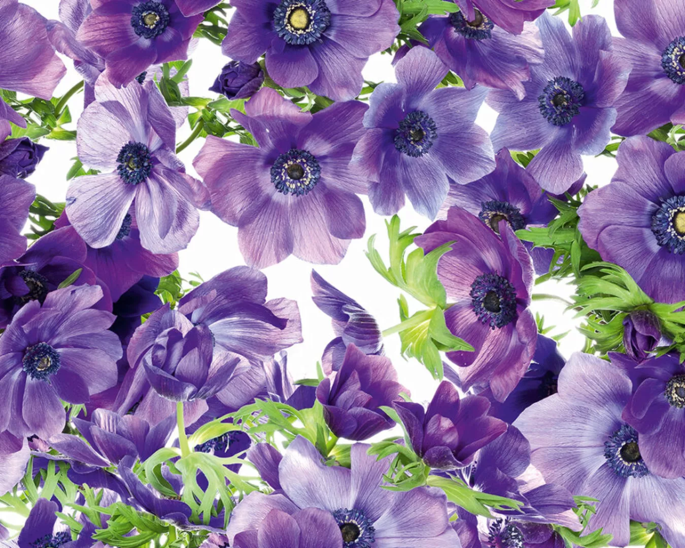 Fototapete "Blumen violett" 4,00x2,50 m / Glattvlies Brillant günstig online kaufen