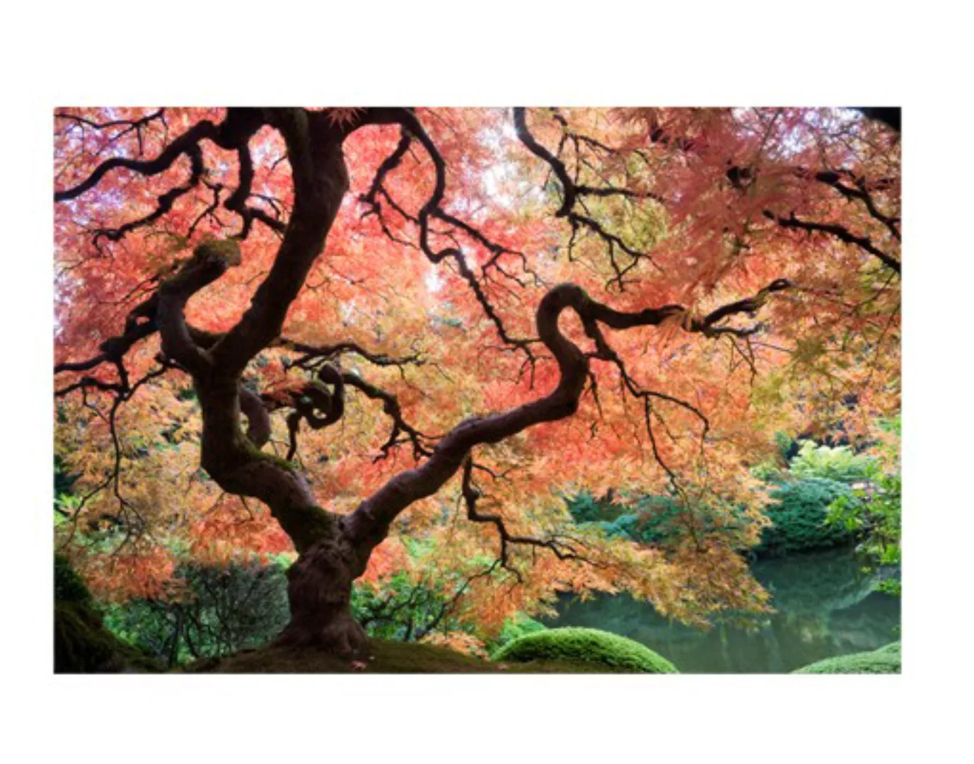 Fensterfolie Japanischer Garten günstig online kaufen