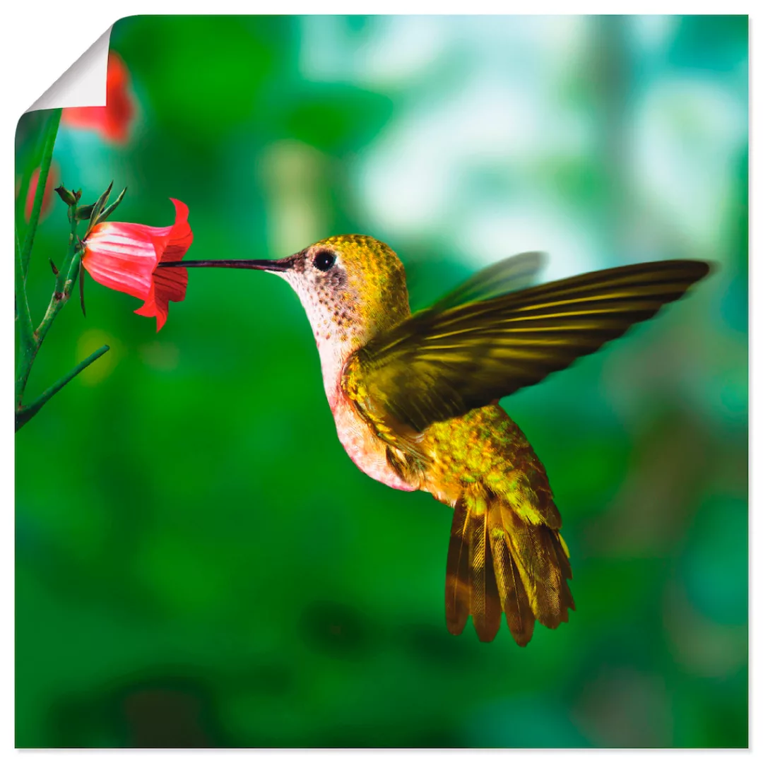 Artland Wandbild »Kolibri«, Vögel, (1 St.), als Alubild, Outdoorbild, Leinw günstig online kaufen