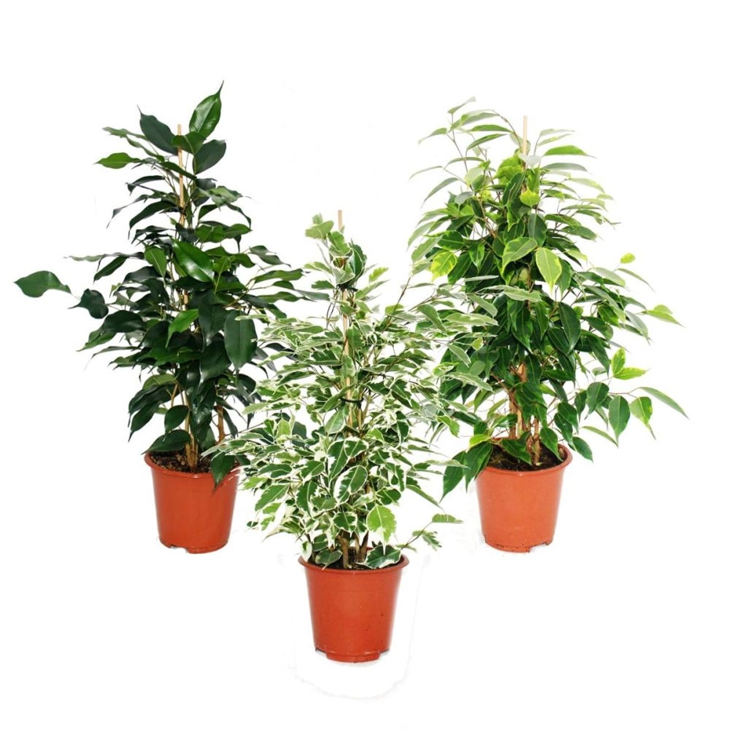 Exotenherz Ficus Benjamini 3er Set Danielle Anastasia Twighlight 12cm Topf günstig online kaufen