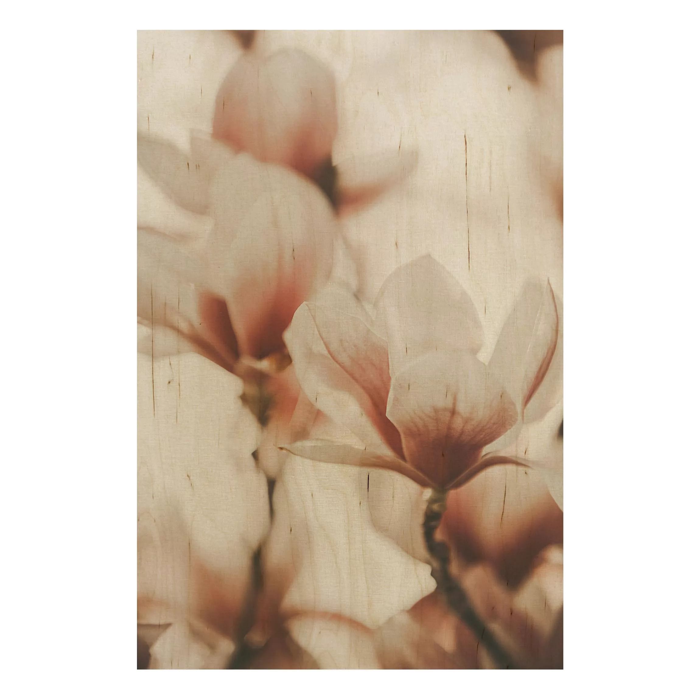 Holzbild Zarte Magnolienblüten im Lichtspiel günstig online kaufen