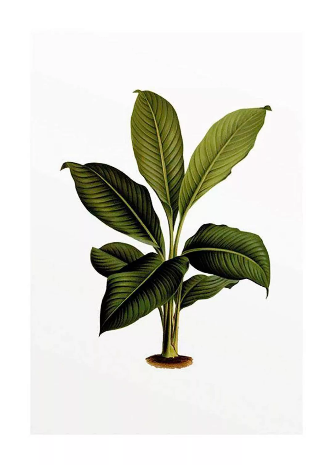 Komar Poster "Elastica Leaf", Pflanzen-Blätter, (1 St.), Kinderzimmer, Schl günstig online kaufen