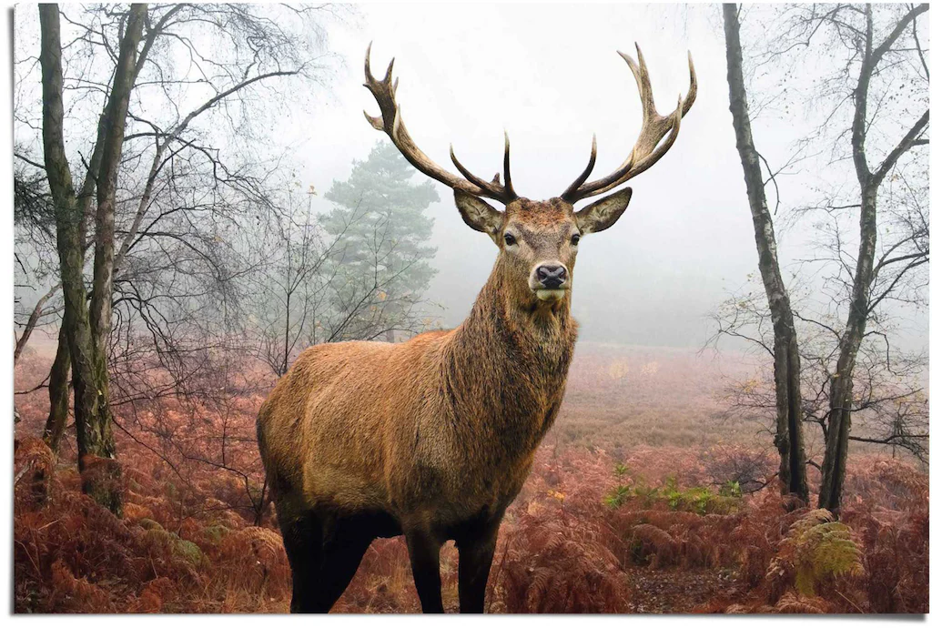 Reinders! Poster »Hirsch im Wald«, (1 St.) günstig online kaufen