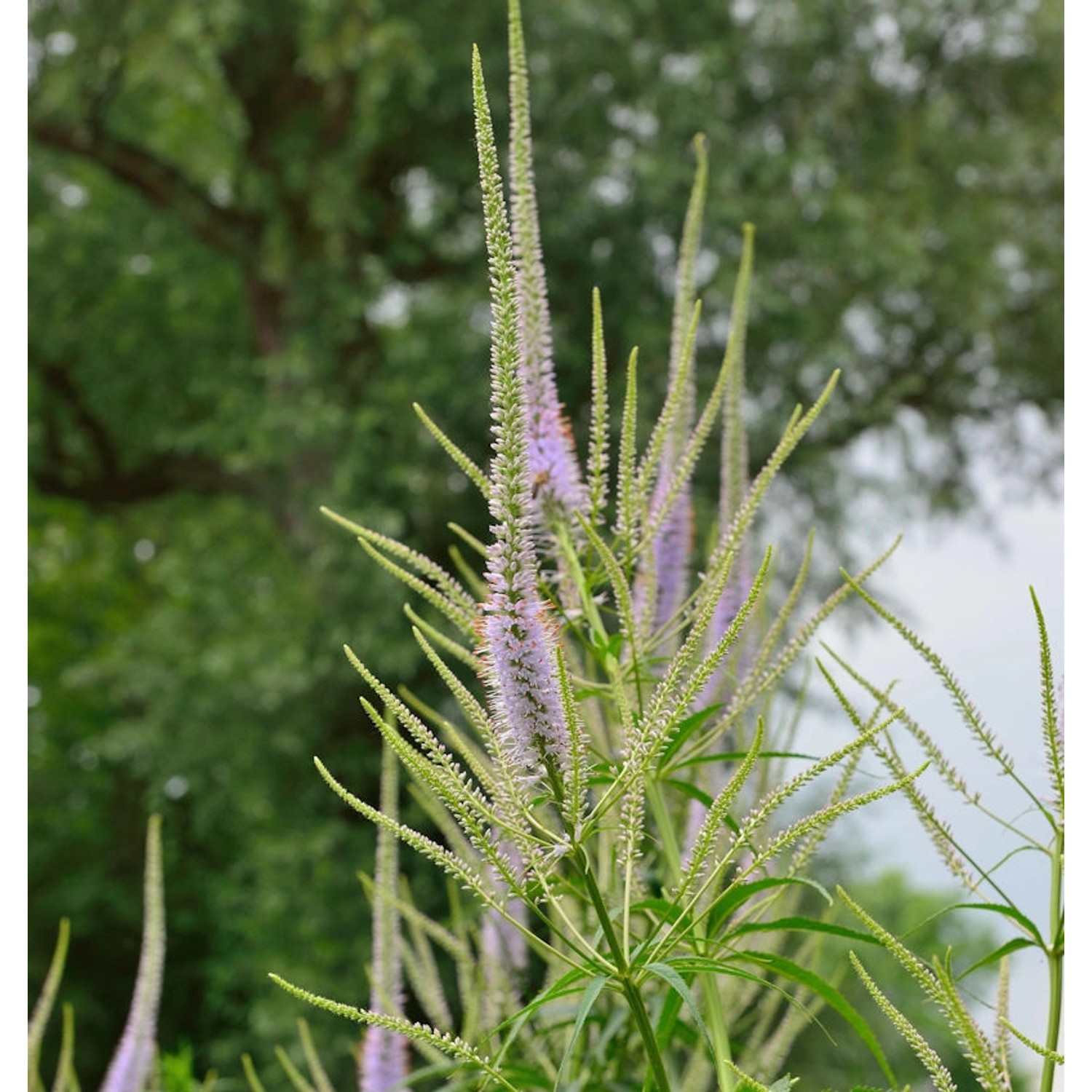 Virginischer Riesen Ehrenpreis Cupid - Veronicastrum virginicum günstig online kaufen