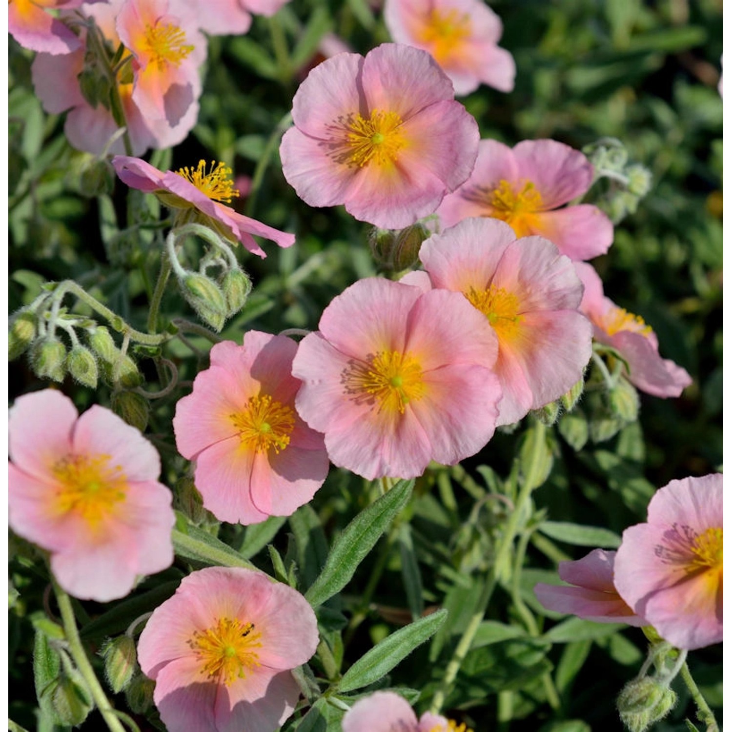 Sonnenröschen Wisley Pink - Helianthemum günstig online kaufen