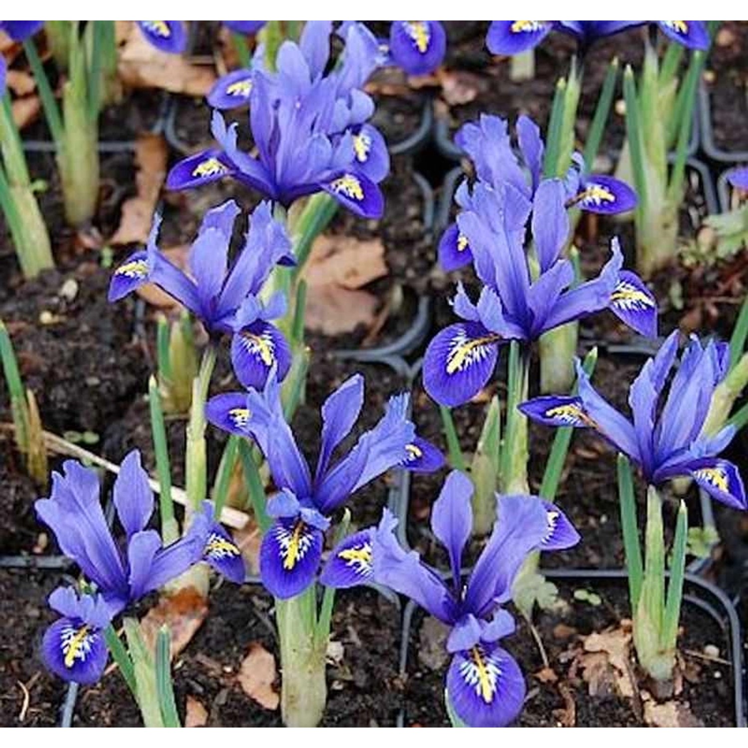 Winteriris Harmony - Iris reticulata günstig online kaufen