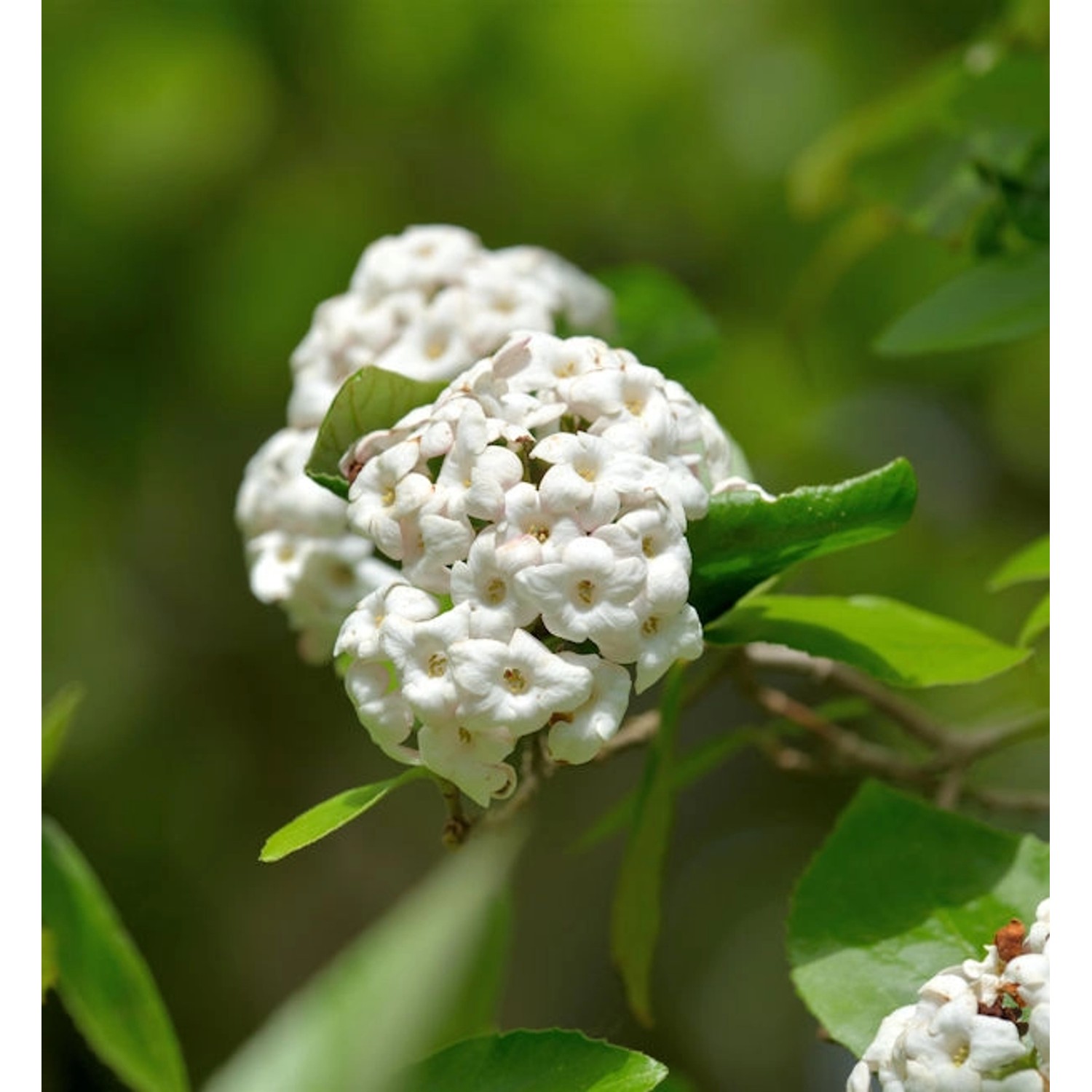 Osterschneeball Anne Russell 25-30cm - Viburnum burkwoodii günstig online kaufen