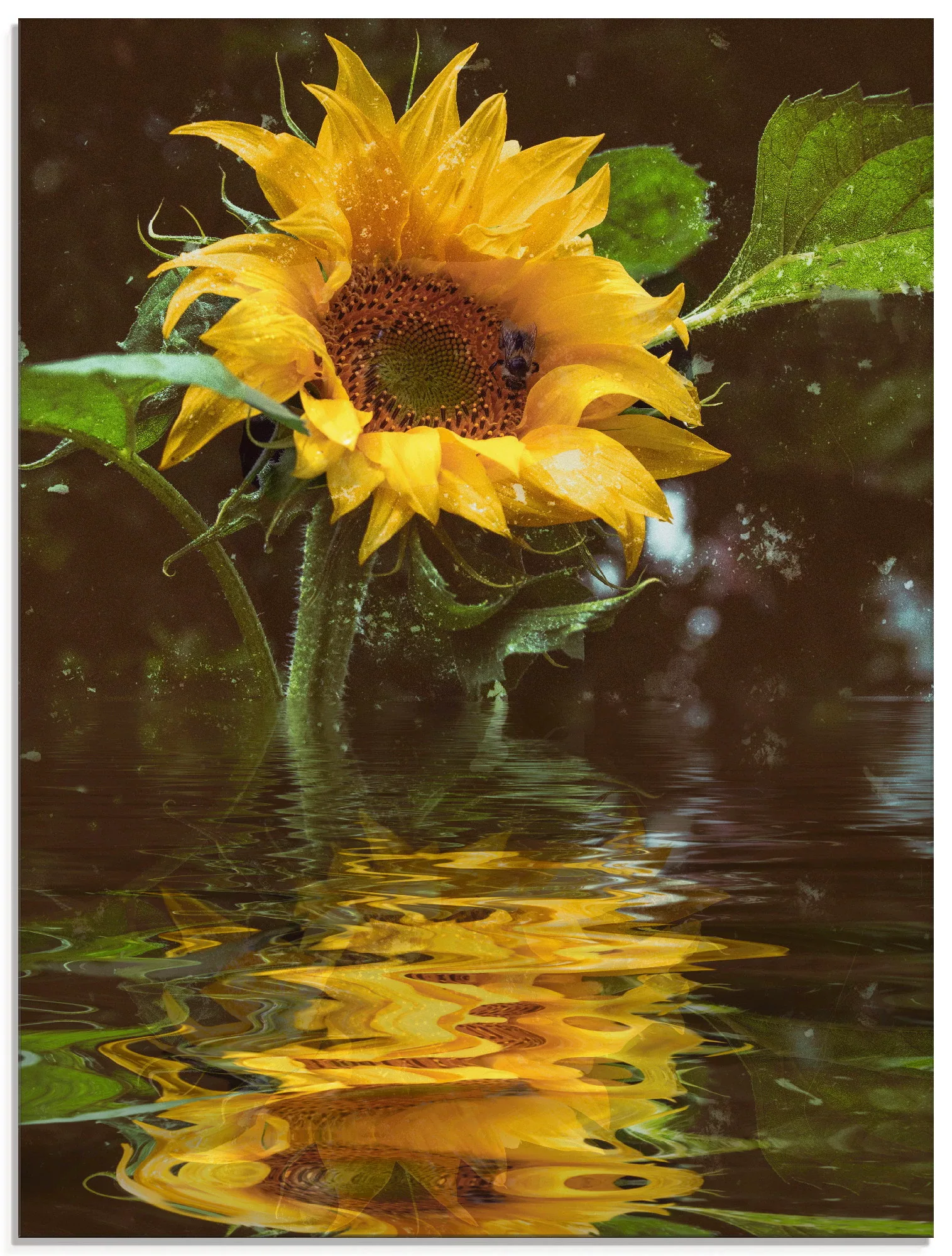 Artland Glasbild "Sonnenblume mit Wasserspiegelung", Blumen, (1 St.), in ve günstig online kaufen