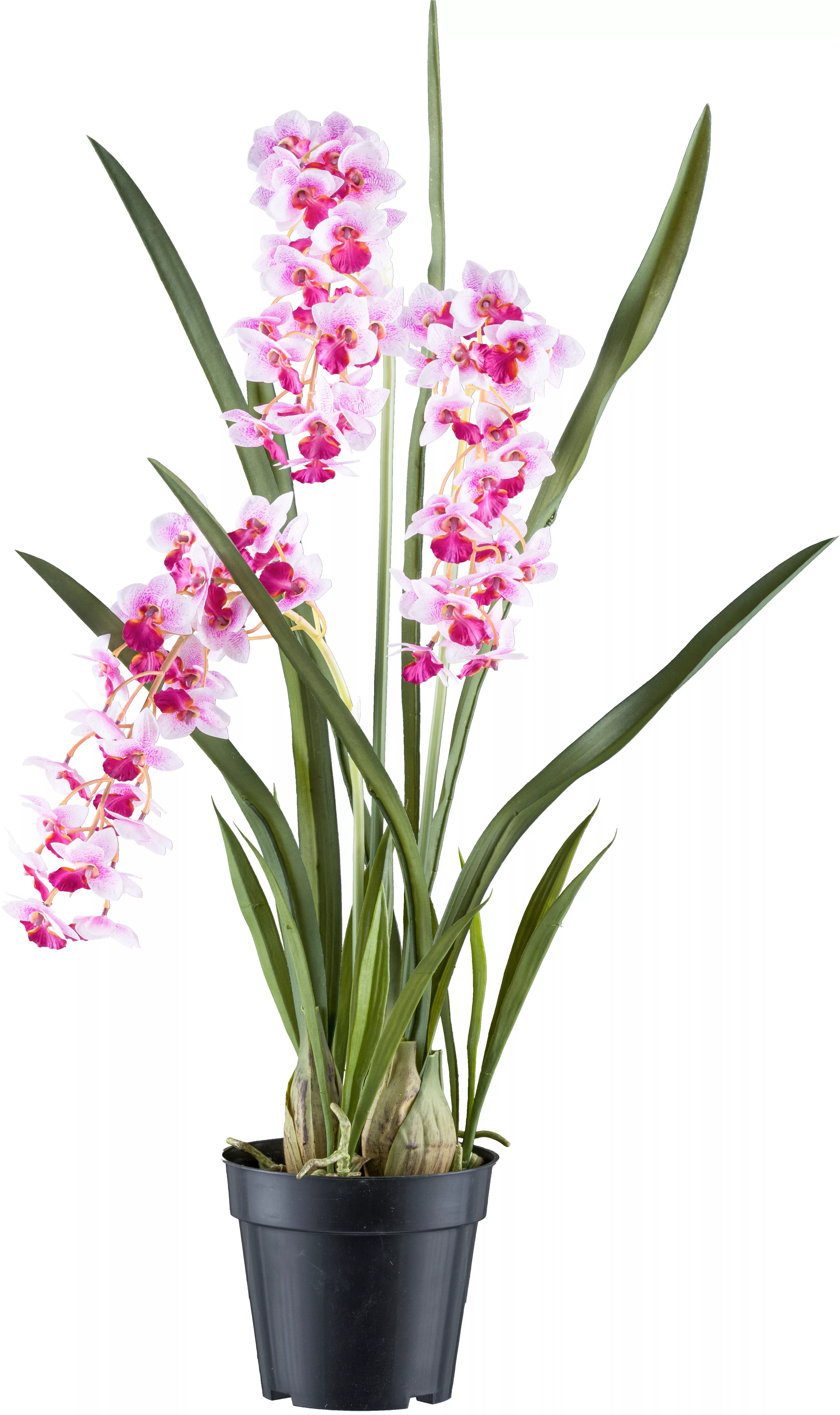 Creativ green Kunstorchidee "Orchidee Cymbidie orientalis", mit zahlreichen günstig online kaufen