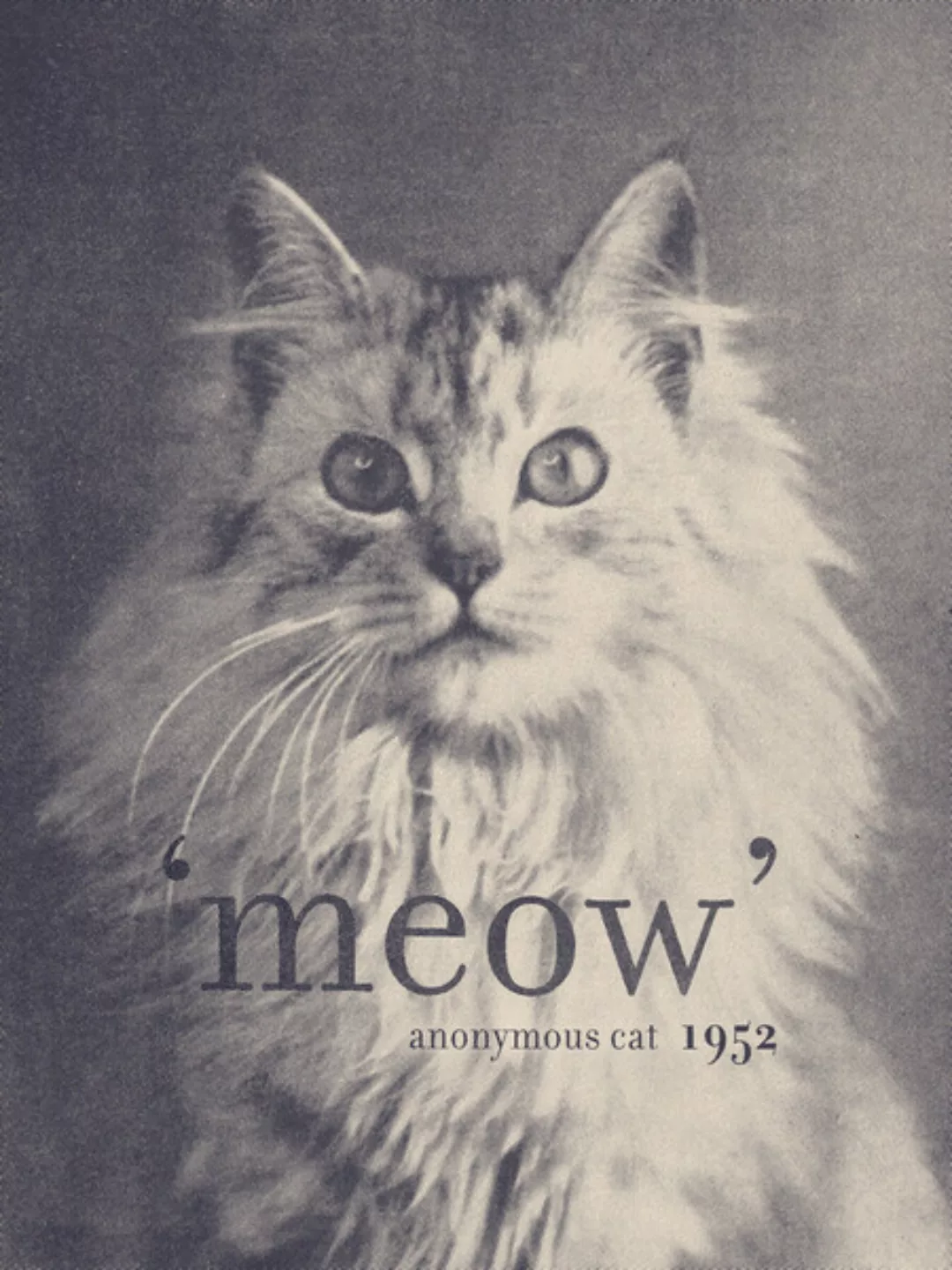 Poster / Leinwandbild - Famous Quote Cat günstig online kaufen