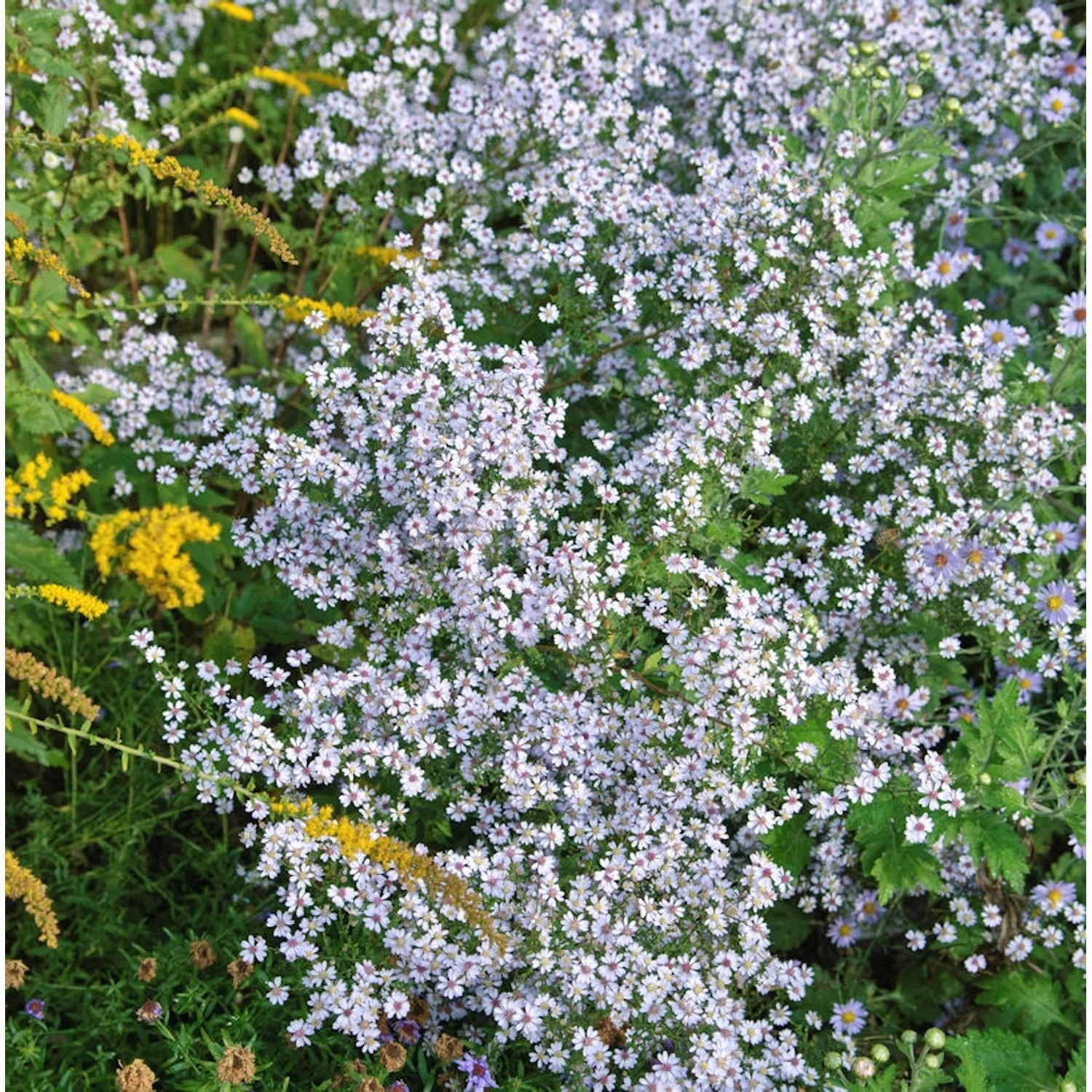 Myrtenaster Monte Cassino - Aster pringlei günstig online kaufen